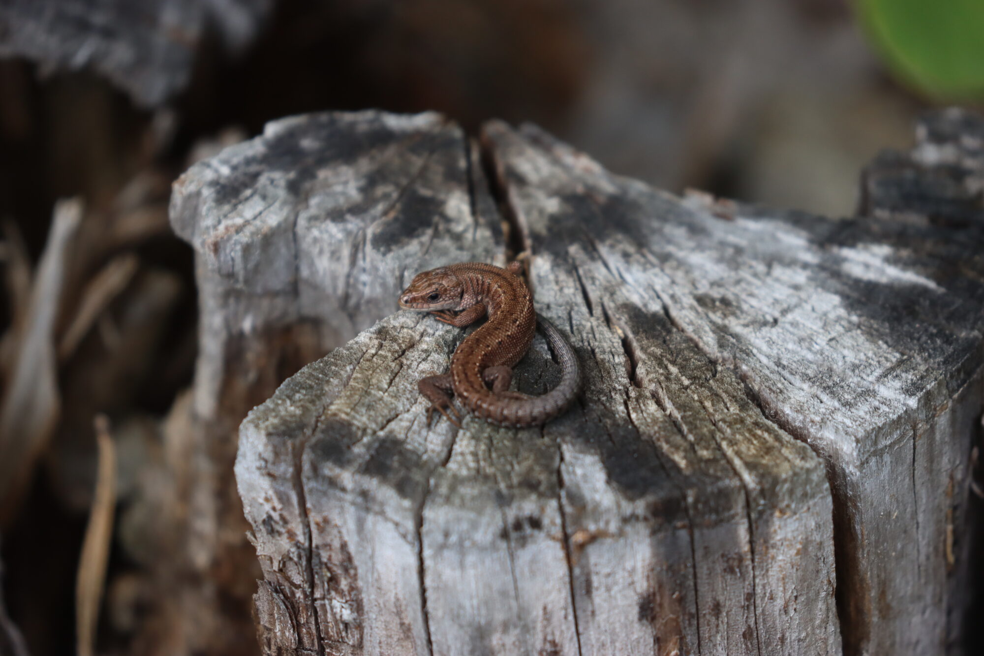 Valokuvaaja: Susanna Hannula Valokuvaaja: Susanna Hannula