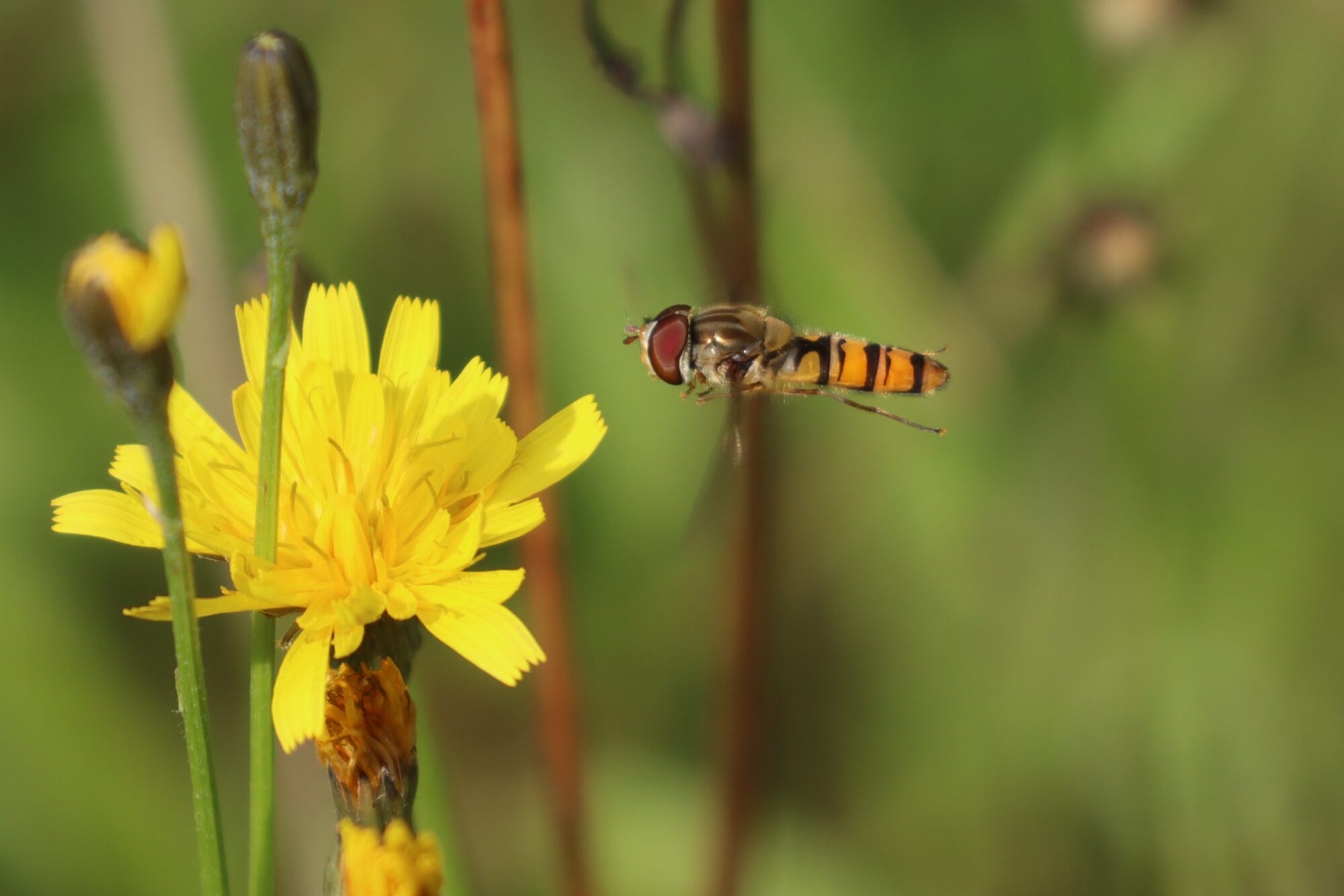 Valokuvaaja: Susanna Hannula