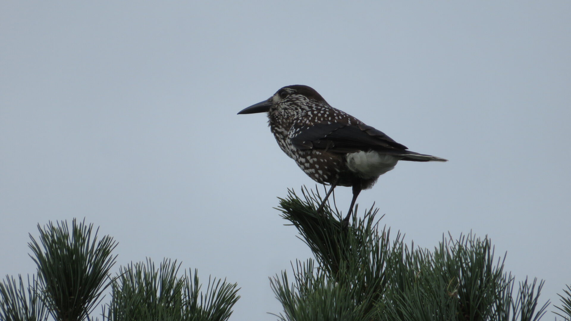 Valokuvaaja: Risto Kangassalo