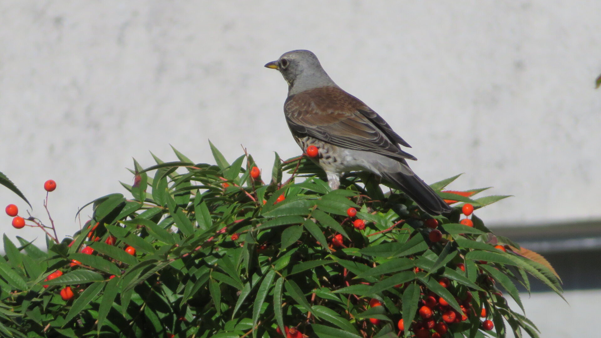 Valokuvaaja: Risto Kangassalo