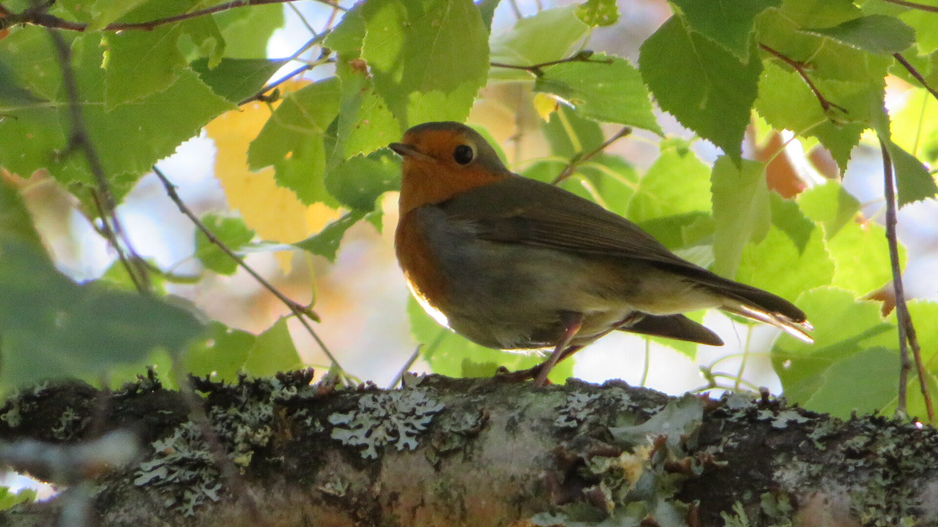 Valokuvaaja: Risto Kangassalo