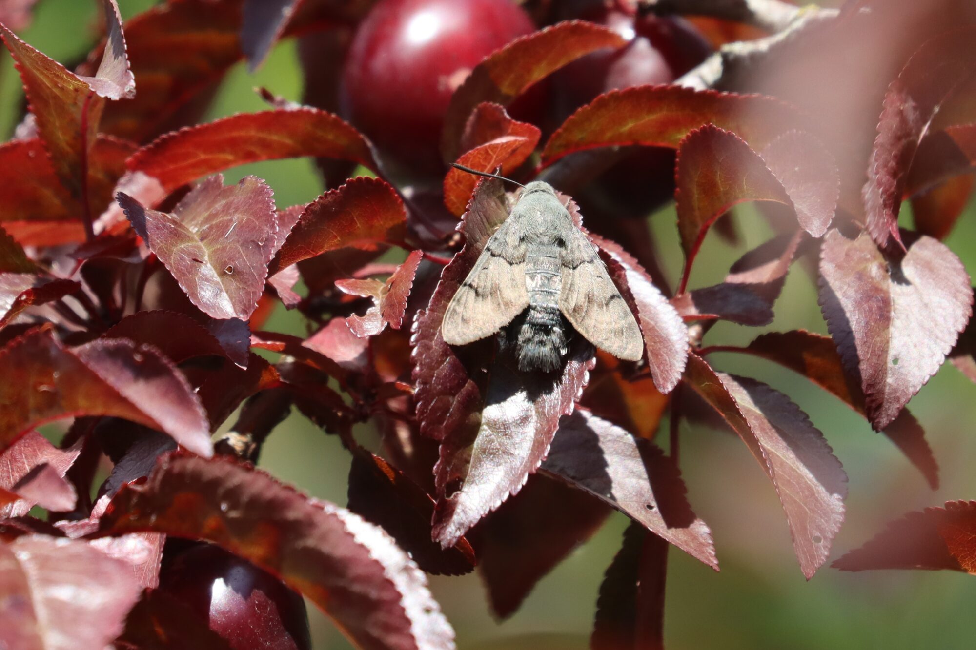Valokuvaaja: Susanna Hannula