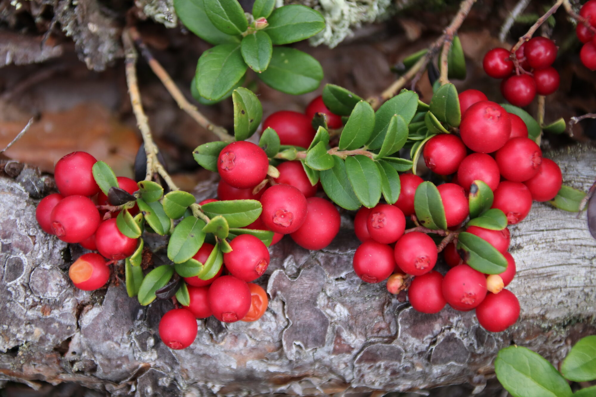 Valokuvaaja: Helena Sytelä