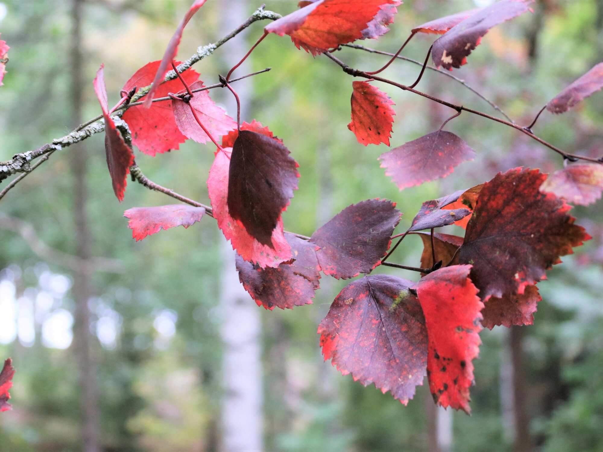 Valokuvaaja: Anita Airaskorpi