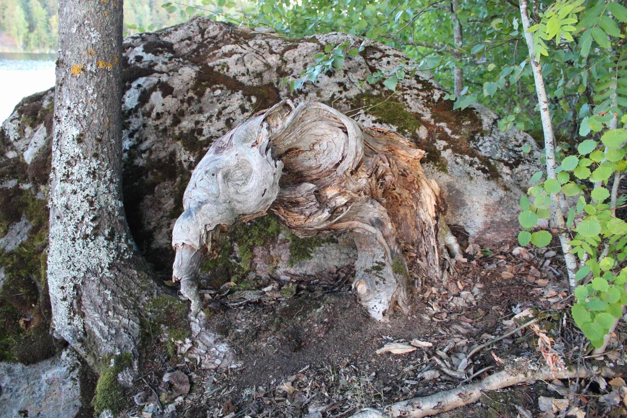 Valokuvaaja: Paula Savelius