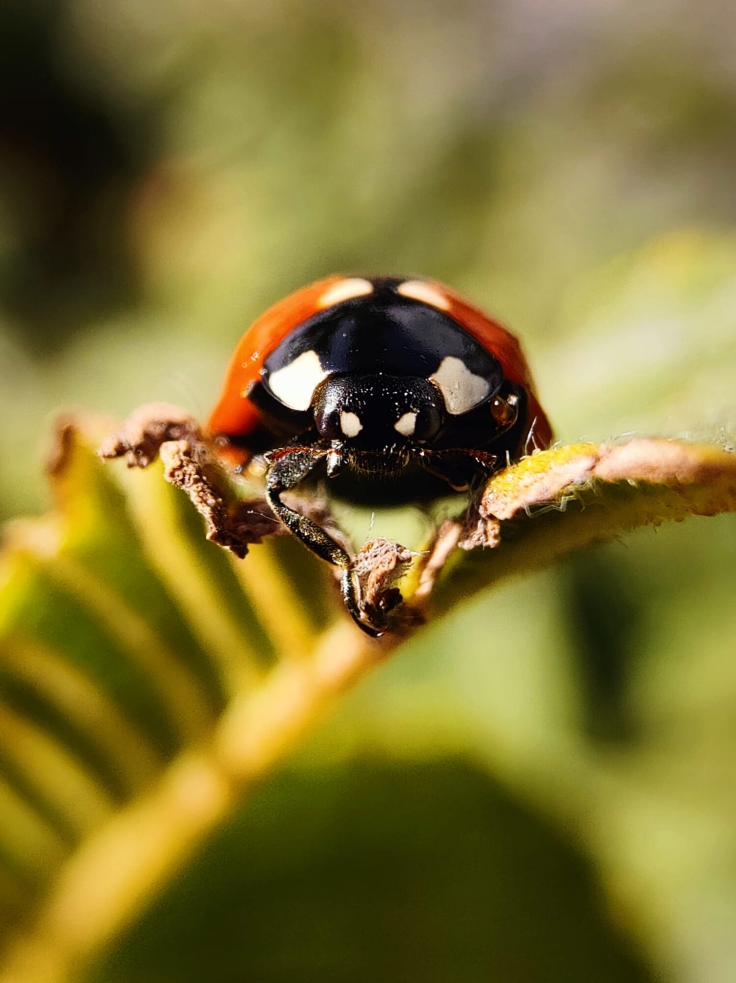Valokuvaaja: Seppo Tolin