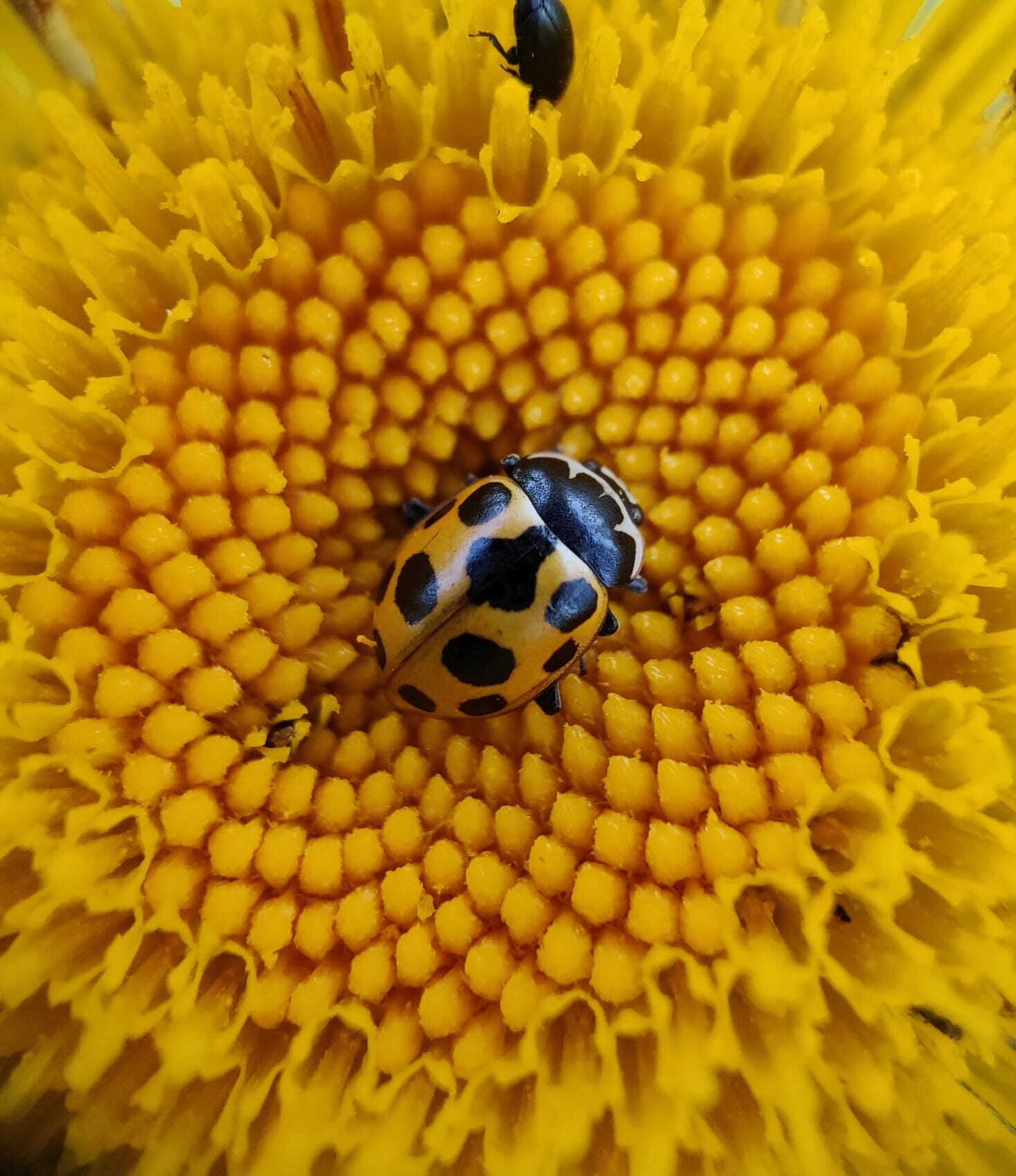 Valokuvaaja: Seppo Tolin Valokuvaaja: Seppo Tolin