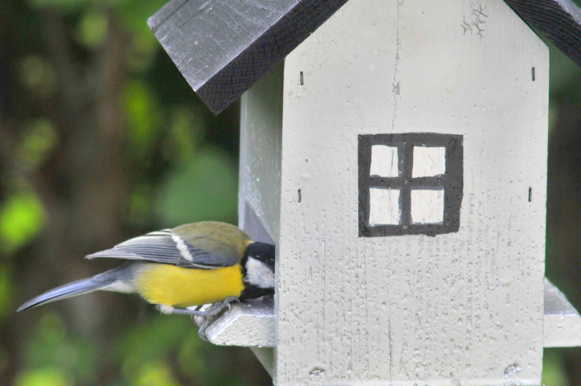 Valokuvaaja: Kaarlo Asikainen