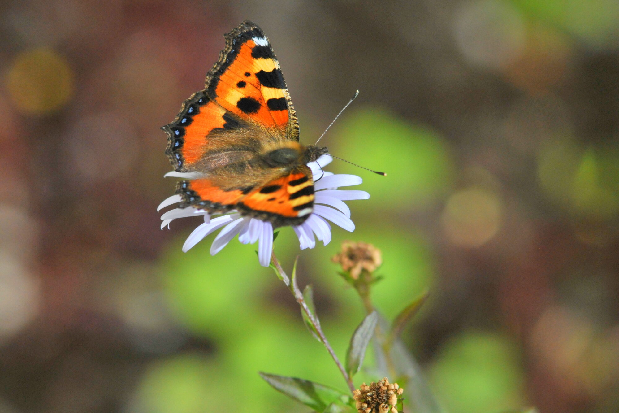 Valokuvaaja: Kaarlo Asikainen