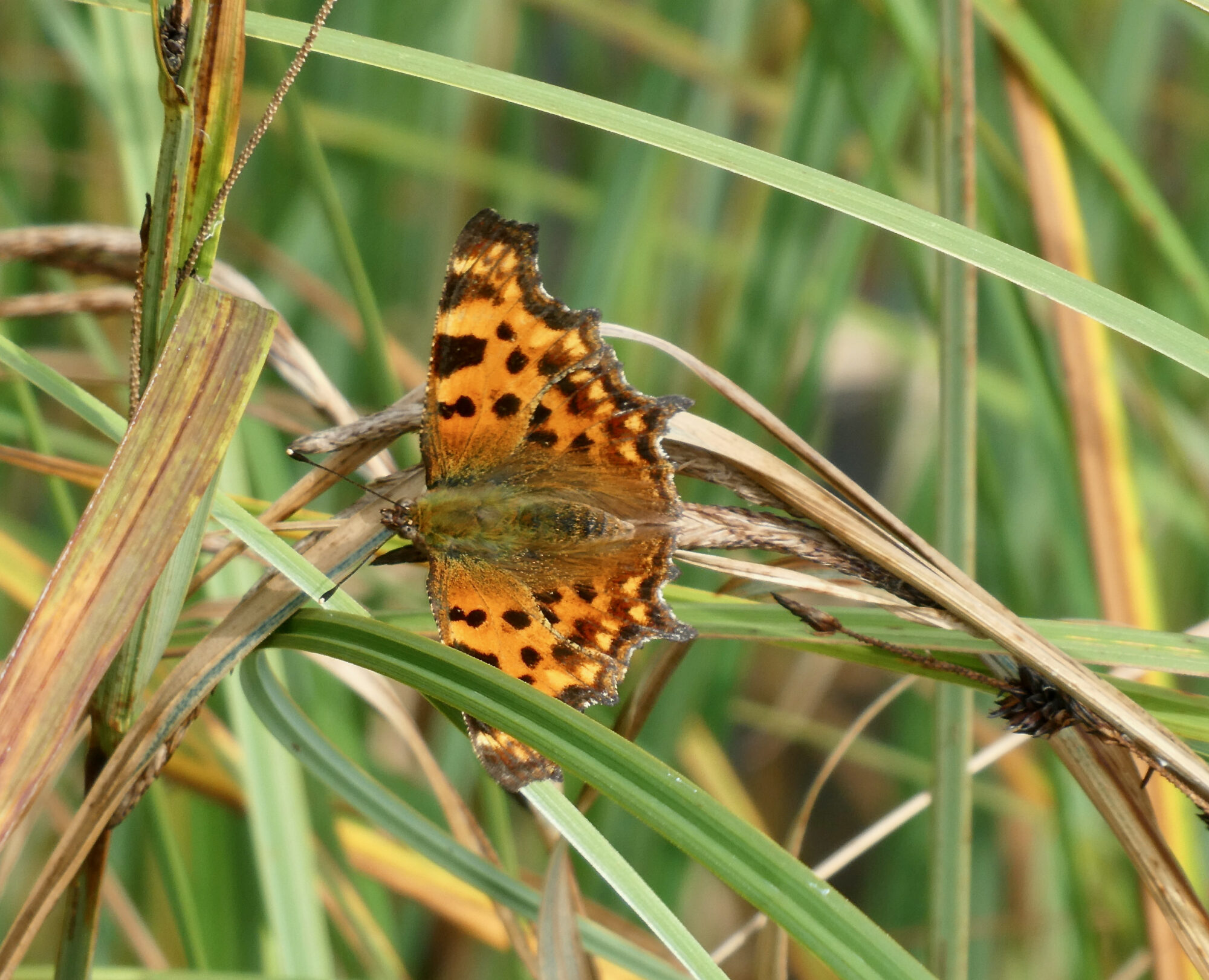 Valokuvaaja: Liisa Niiva-Korpela