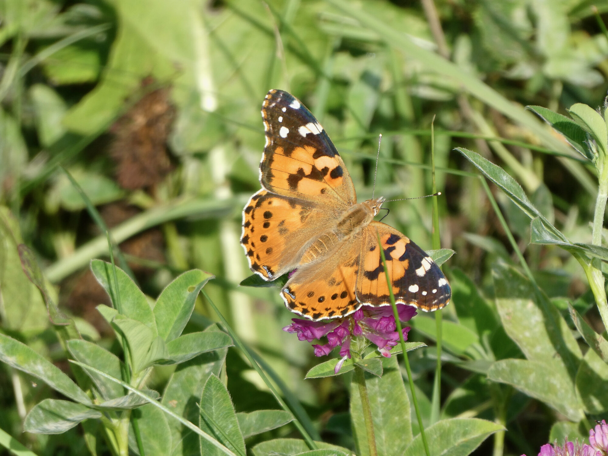Valokuvaaja: Liisa Niiva-Korpela