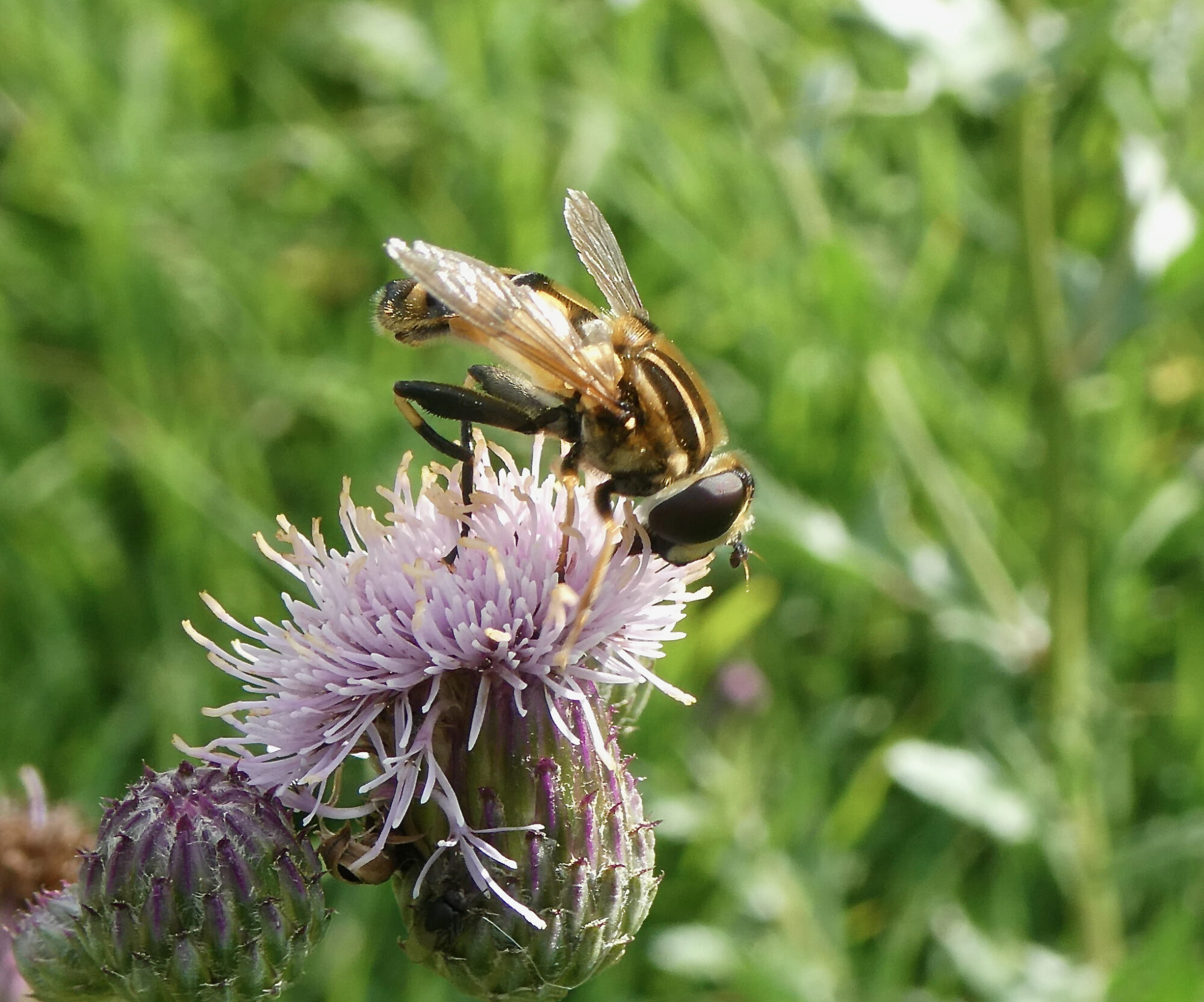 Valokuvaaja: Liisa Niiva-Korpela