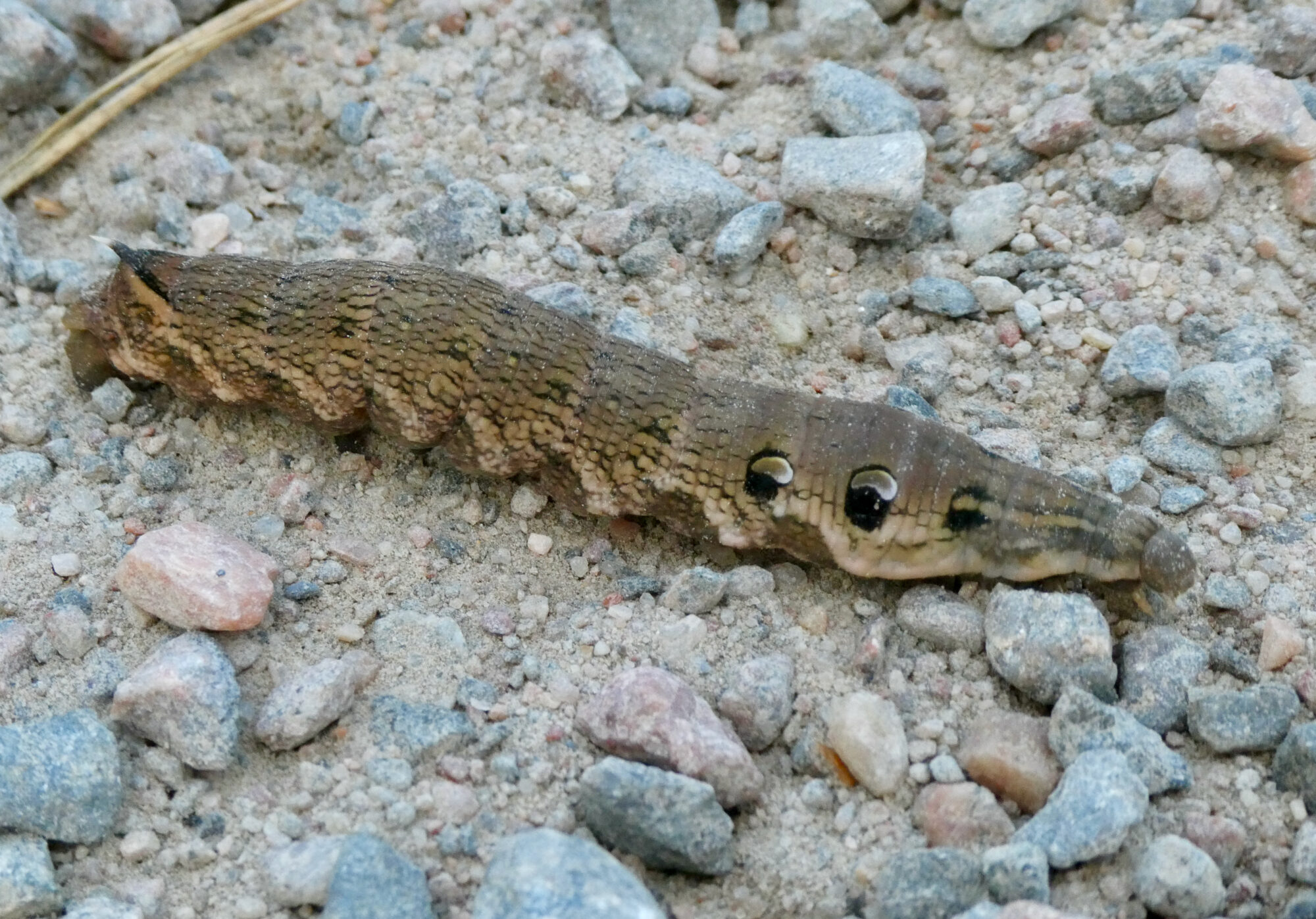 Valokuvaaja: Liisa Niiva-Korpela