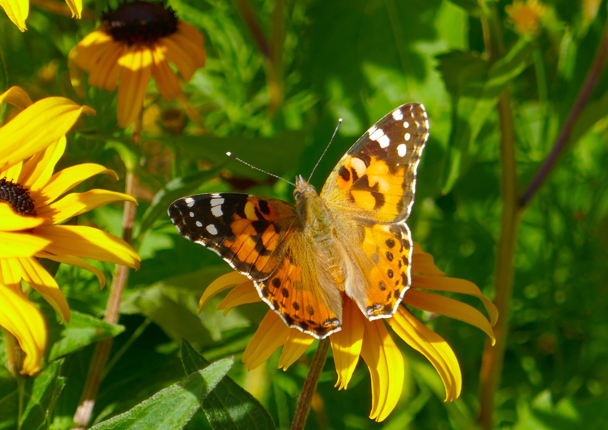 Valokuvaaja: Marjut Ikonen Valokuvaaja: Marjut Ikonen