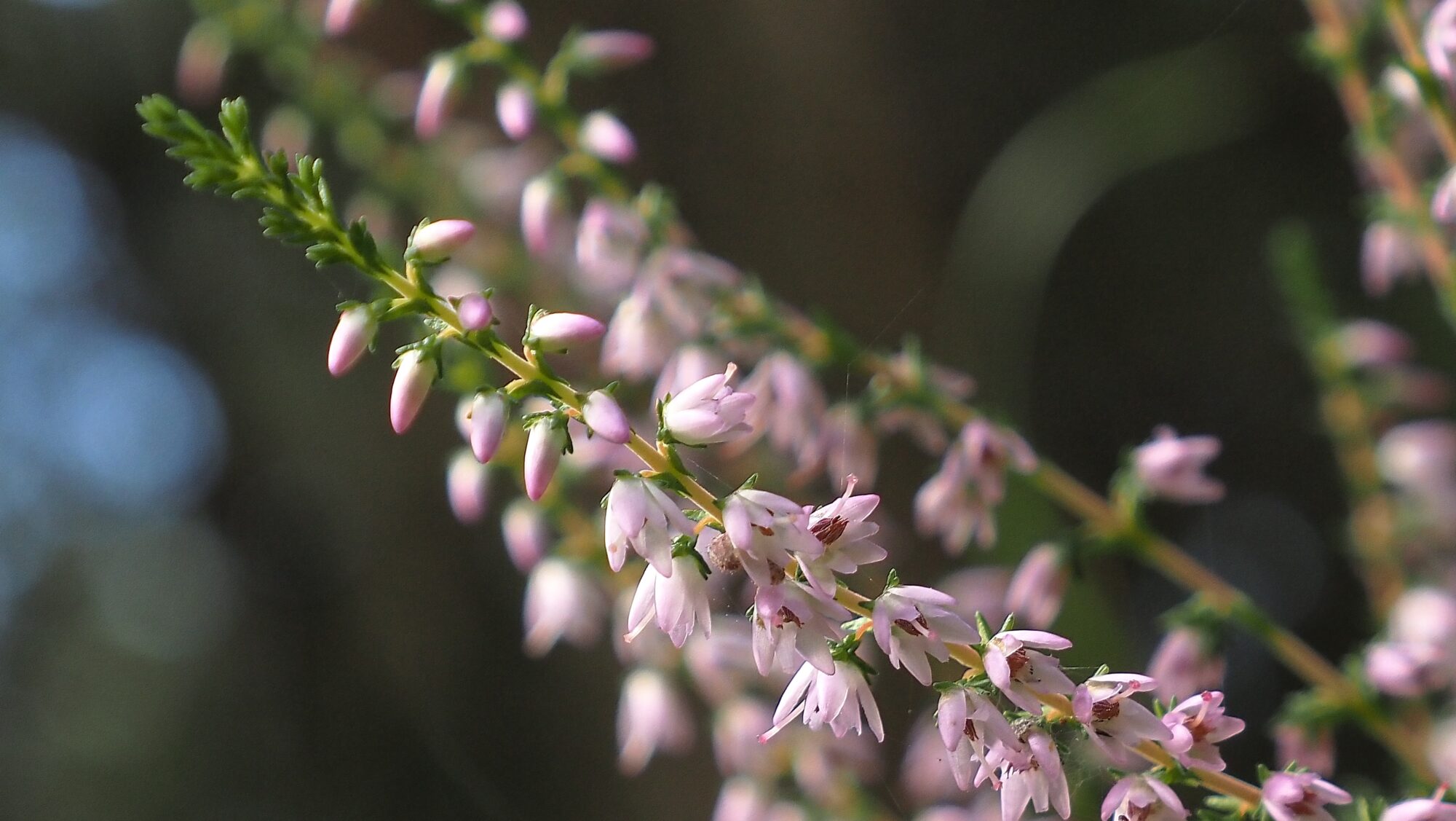 Valokuvaaja: Arja Valtonen