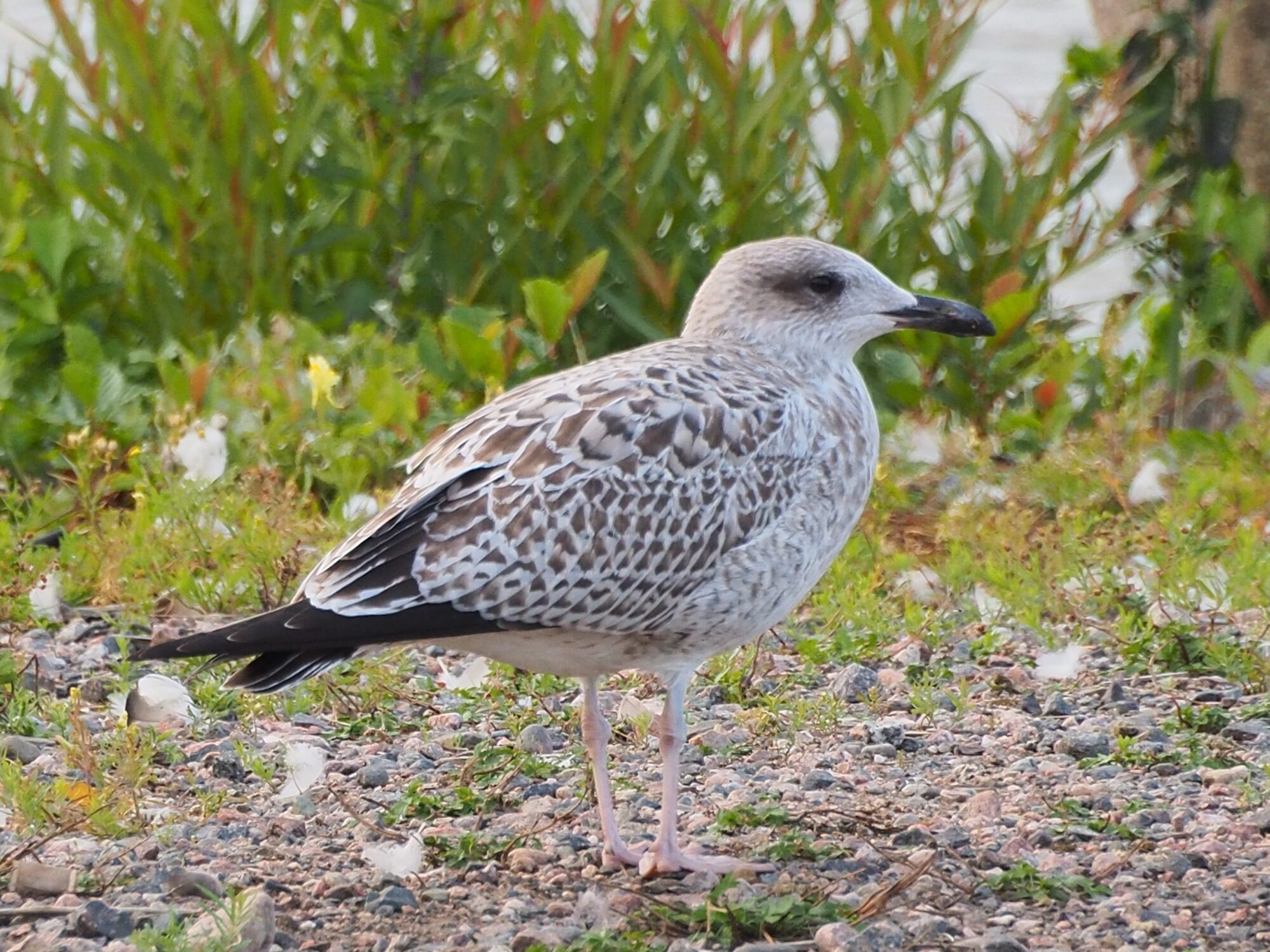 Valokuvaaja: Martti Valtonen