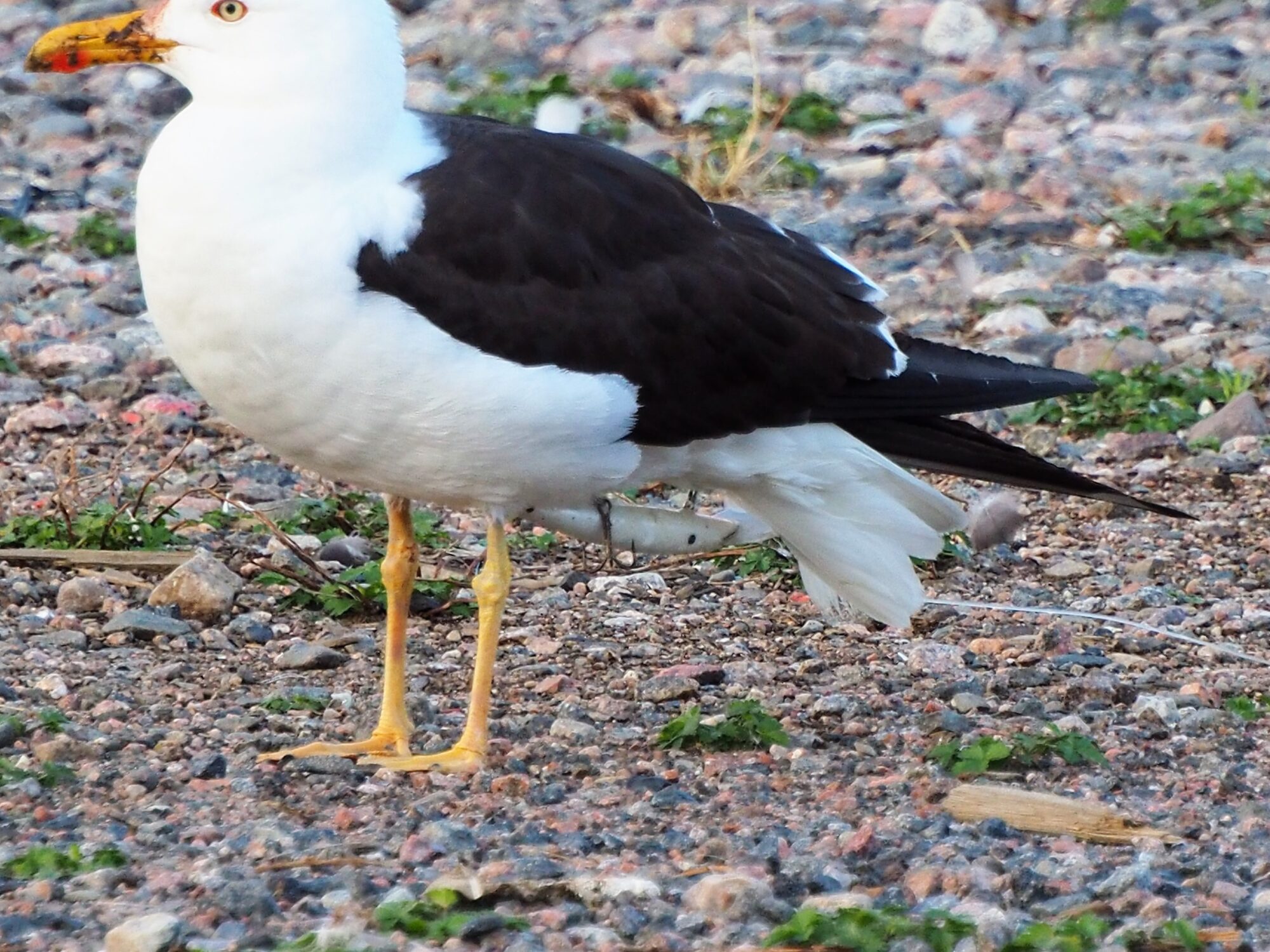 Valokuvaaja: Martti Valtonen