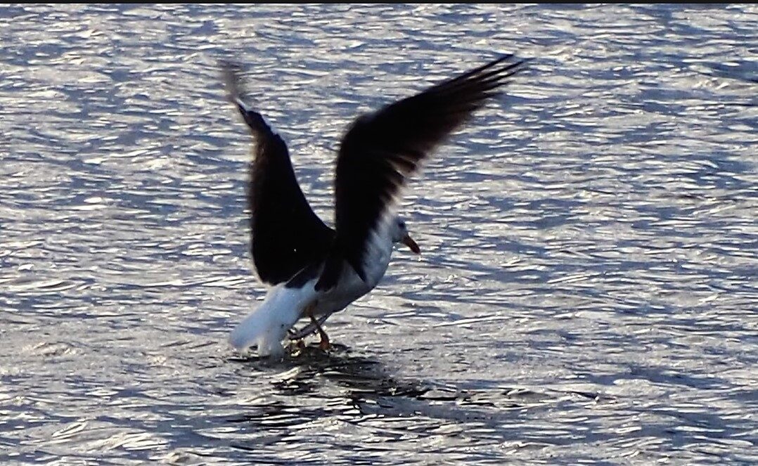 Valokuvaaja: Martti Valtonen