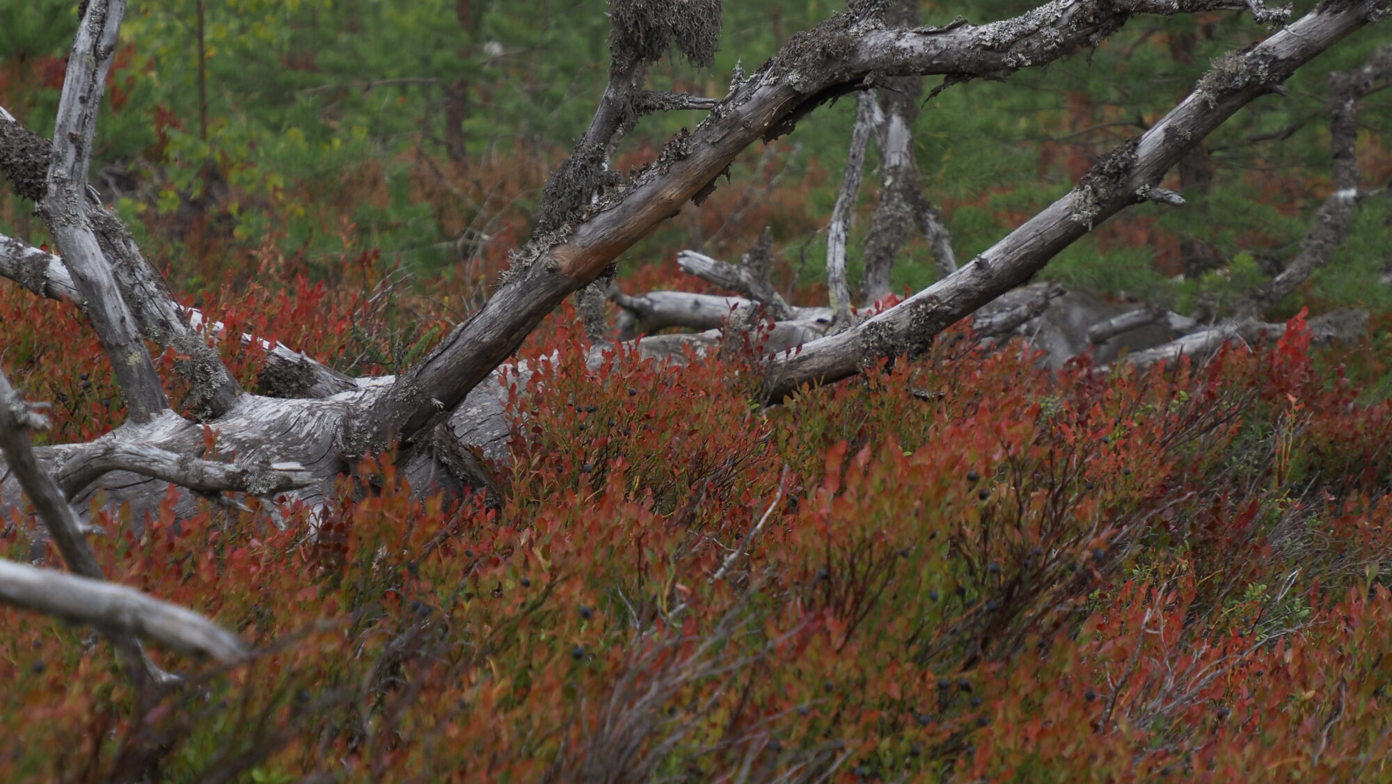 Valokuvaaja: Arja Valtonen