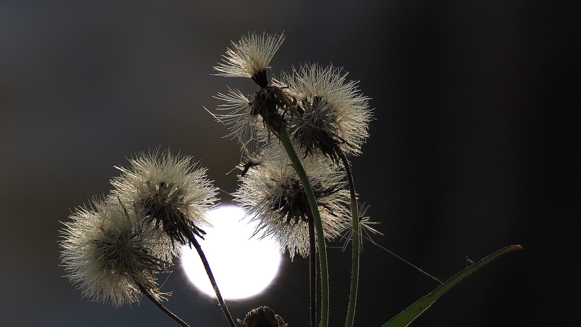 Valokuvaaja: Arja Valtonen