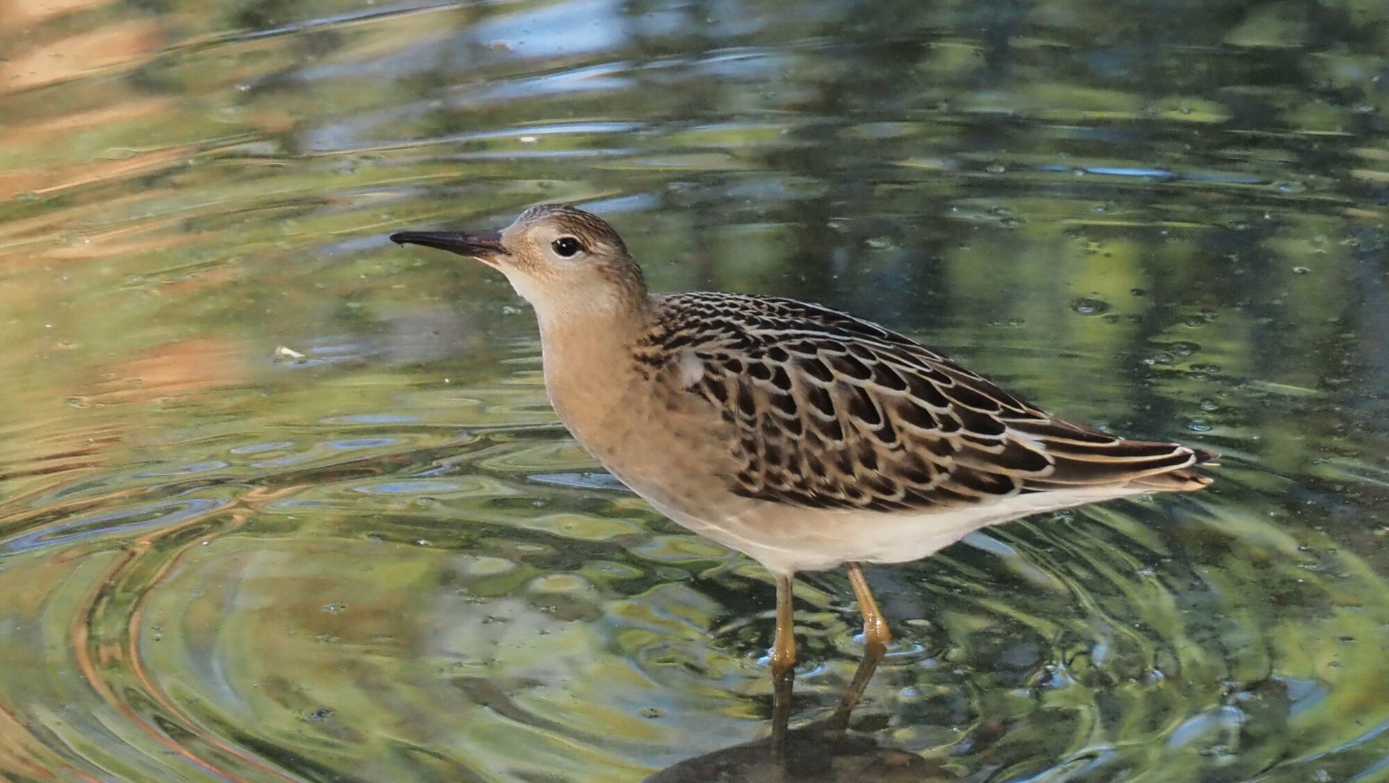 Valokuvaaja: Arja Valtonen Valokuvaaja: Arja Valtonen
