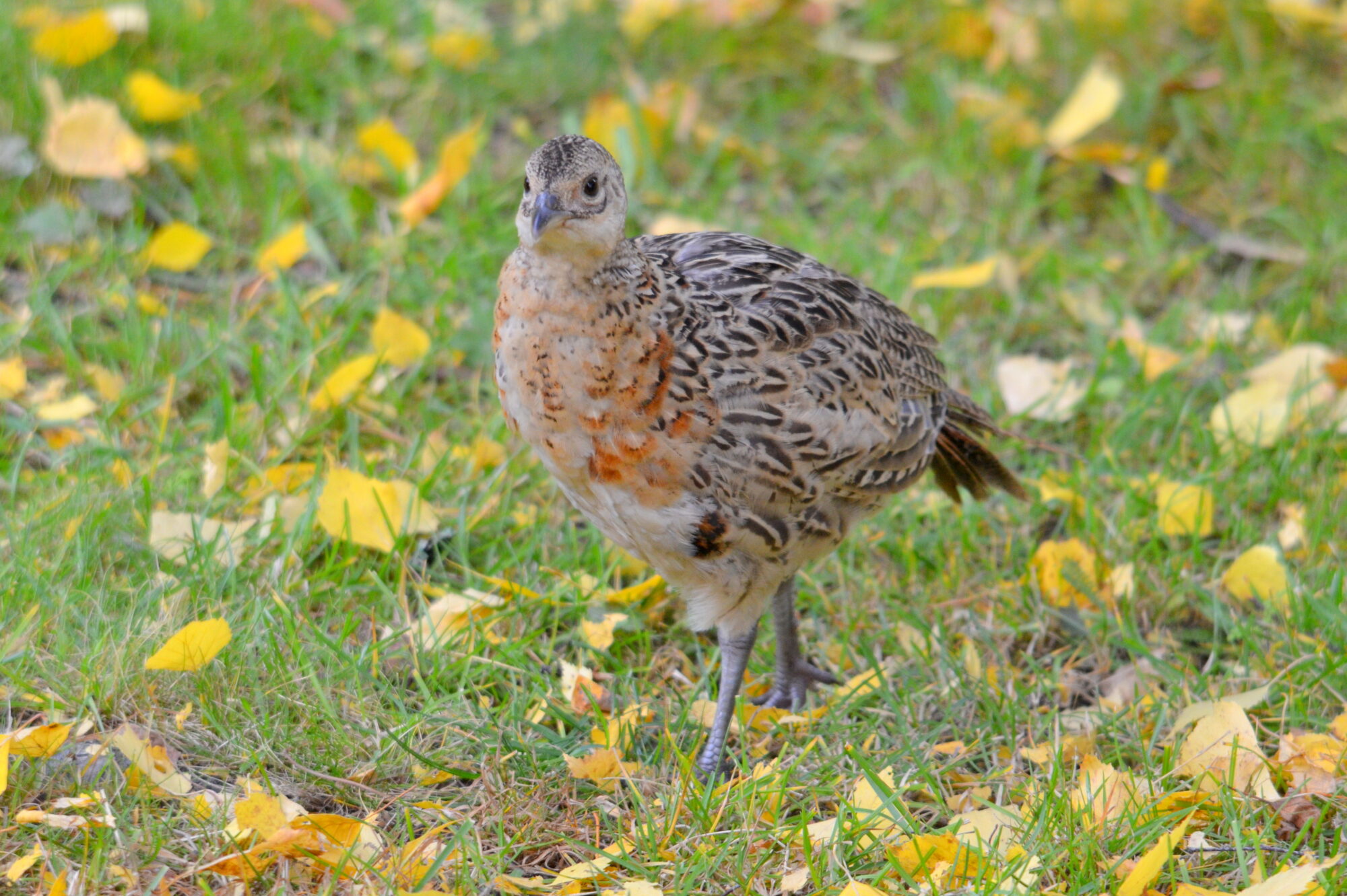 Valokuvaaja: Kaarlo Asikainen