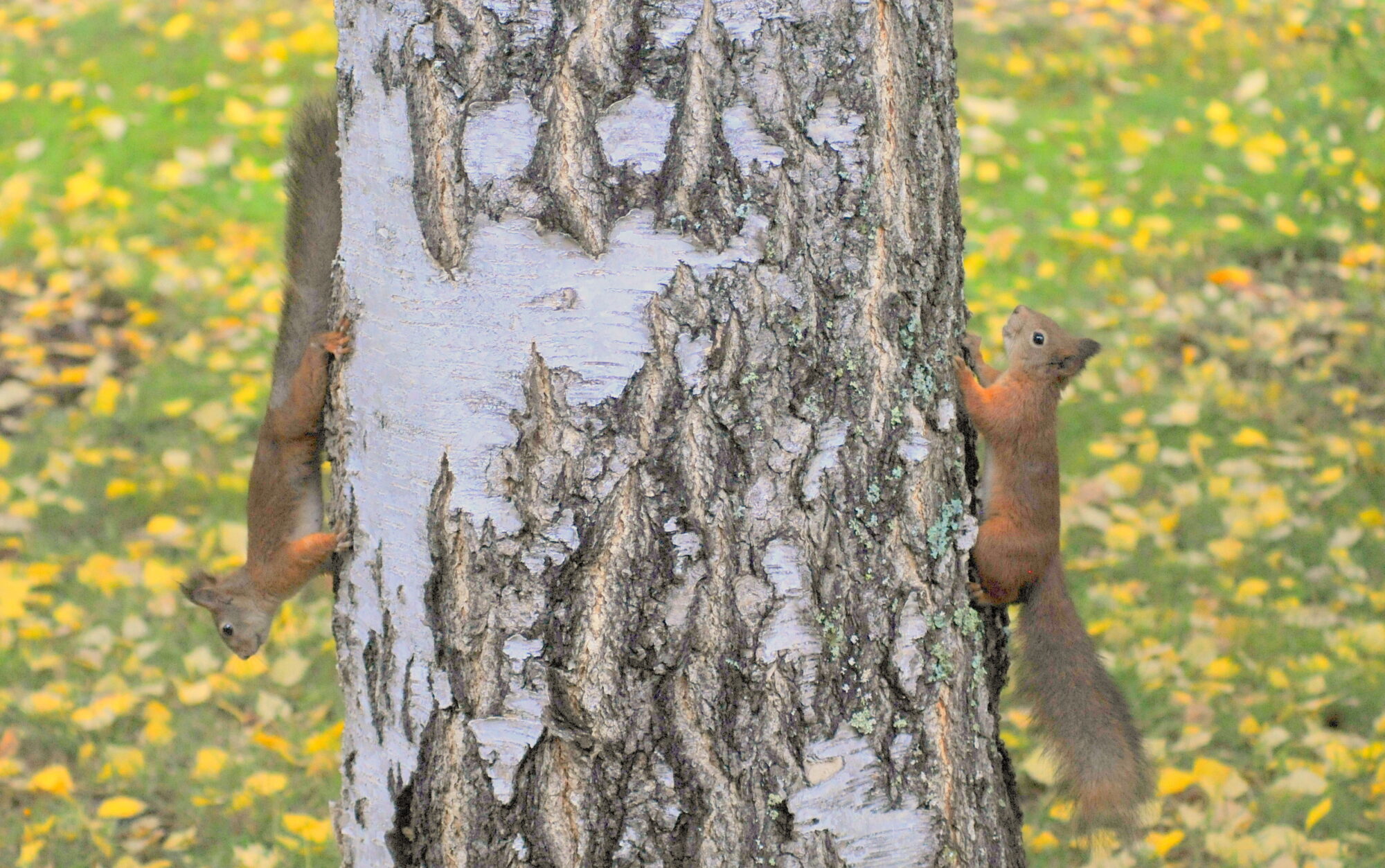 Valokuvaaja: Kaarlo Asikainen