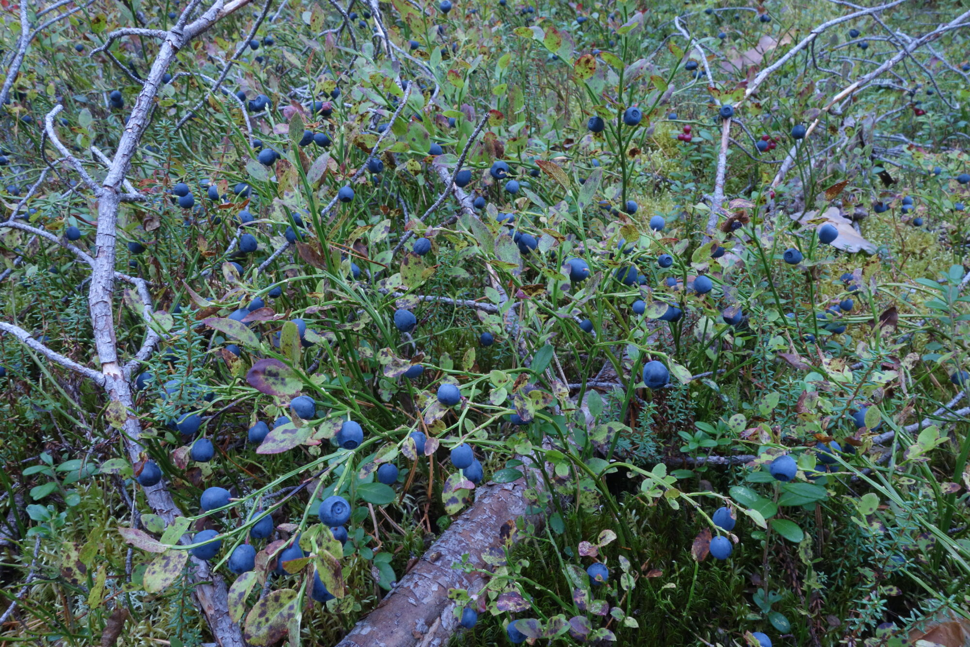 Valokuvaaja: Kaarina Heiskanen