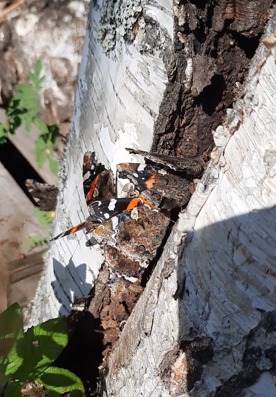 Valokuvaaja: Terttu Keskinen