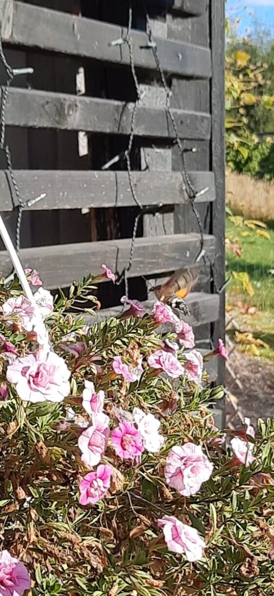 Valokuvaaja: Sini Silvennoinen