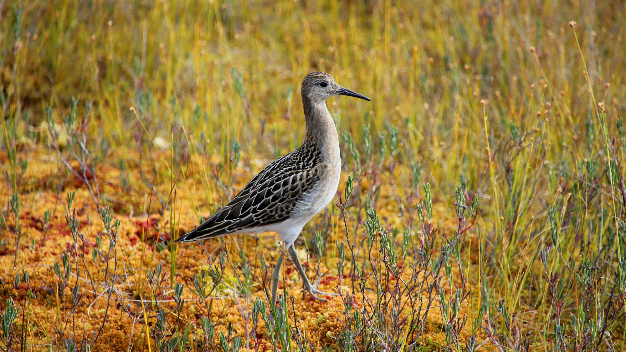 Valokuvaaja: sirpa Jyske