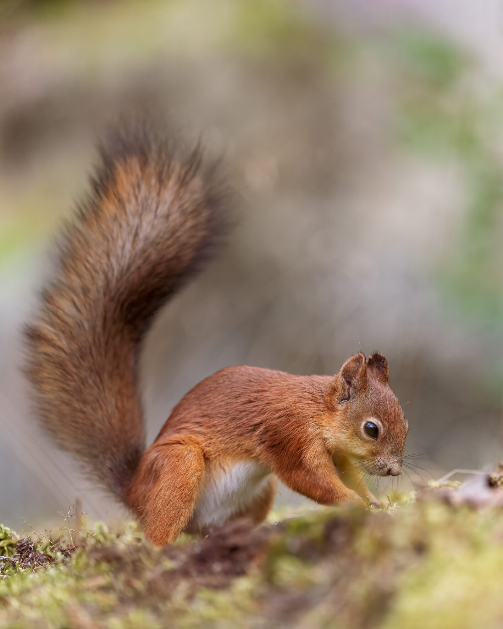Valokuvaaja: Antti Kortelainen