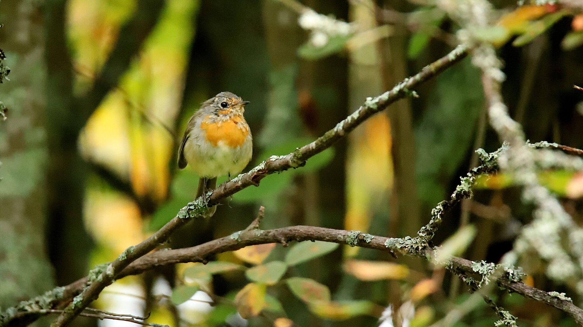 Valokuvaaja: sirpa Jyske Valokuvaaja: sirpa Jyske