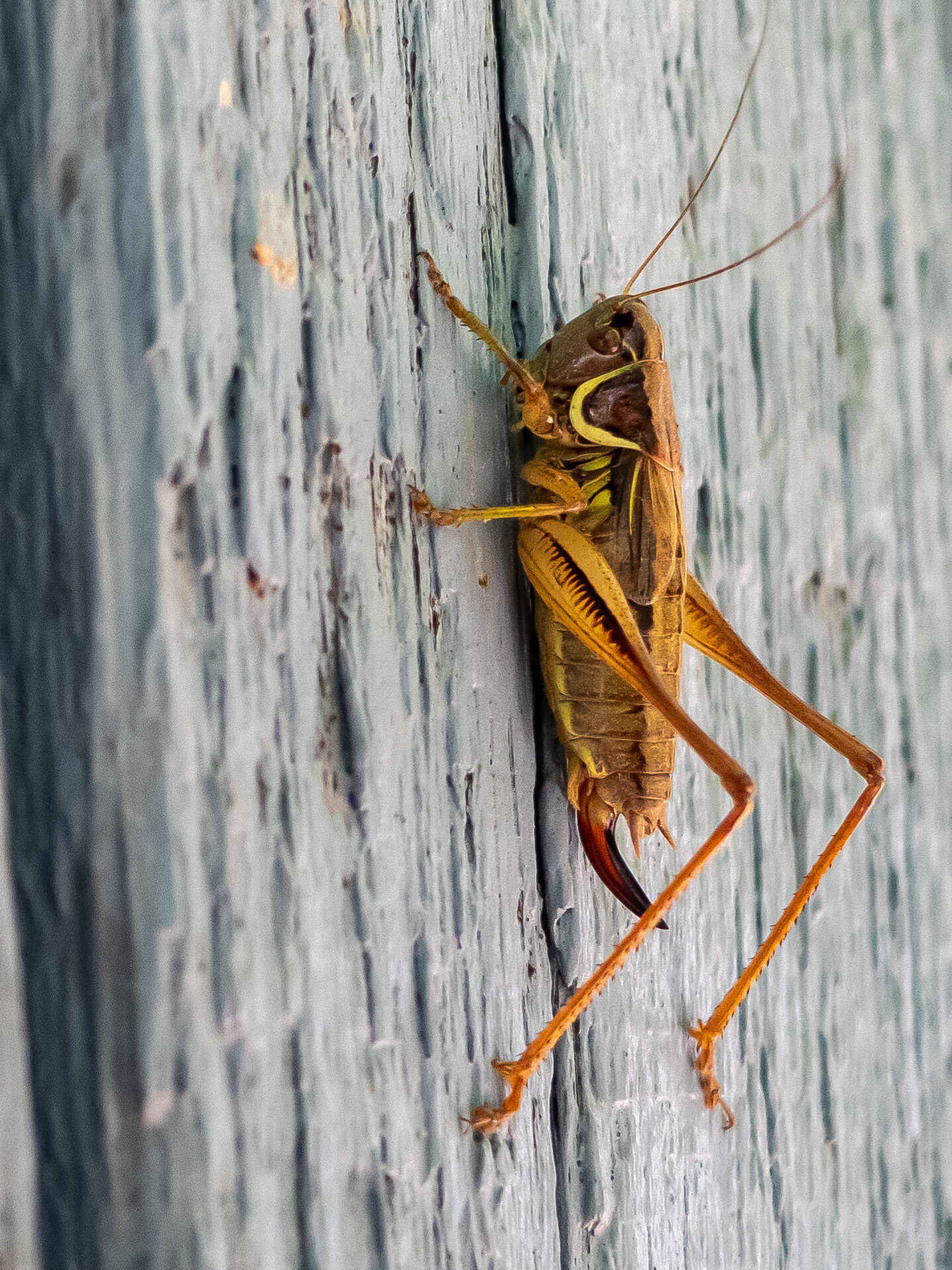 Valokuvaaja: Anne-Marie Moisio