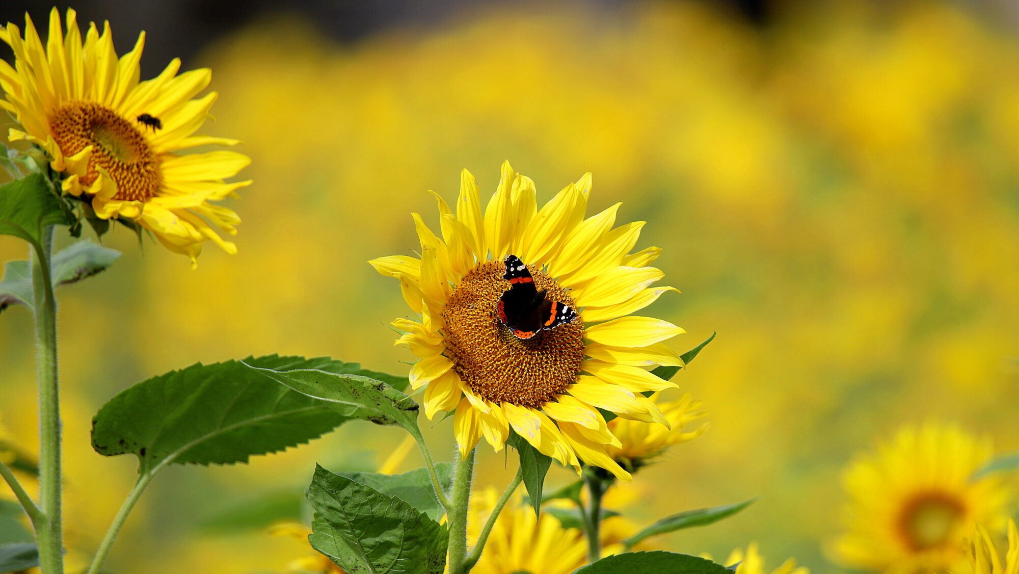 Valokuvaaja: sirpa Jyske Valokuvaaja: sirpa Jyske
