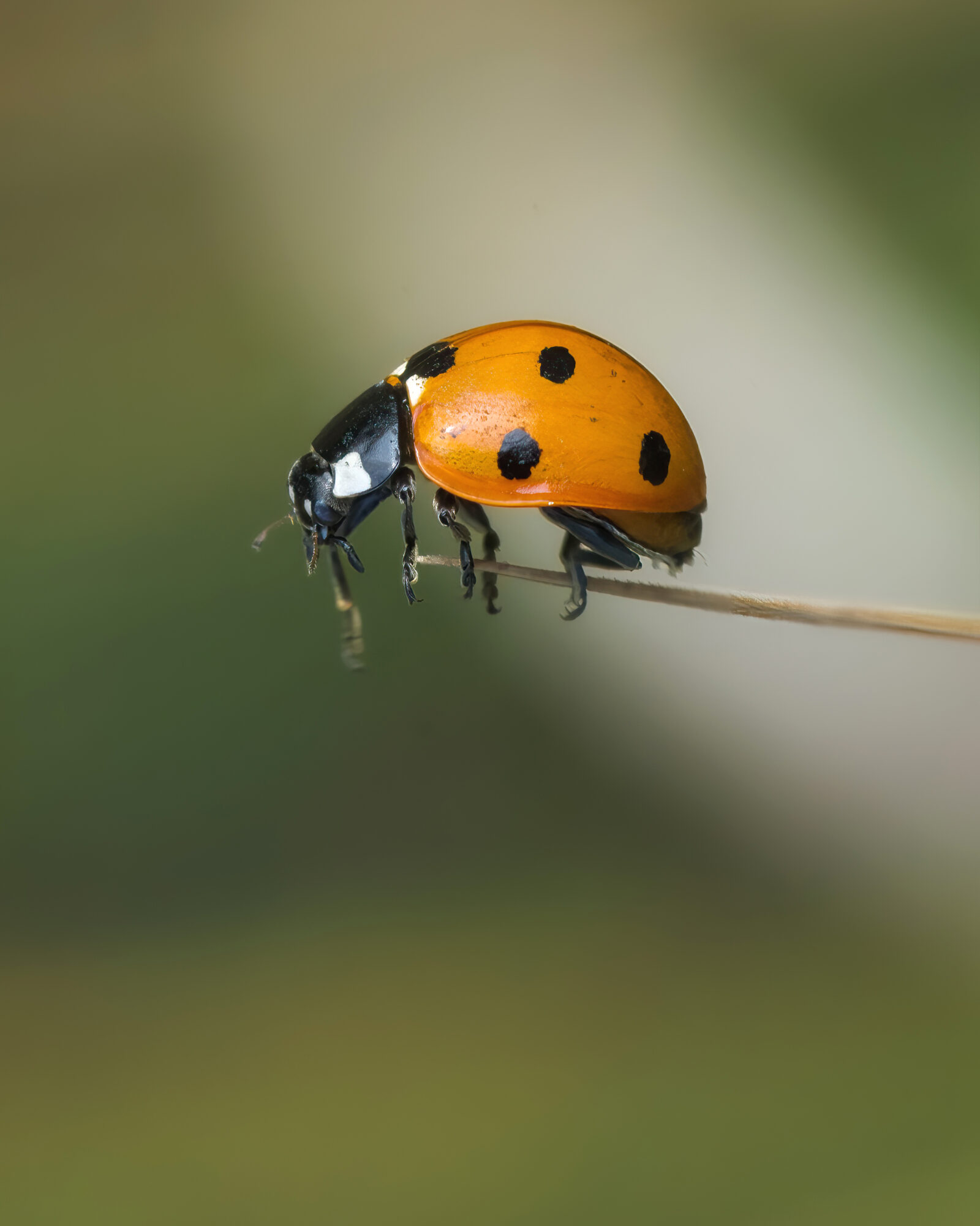 Valokuvaaja: Risto Lavi