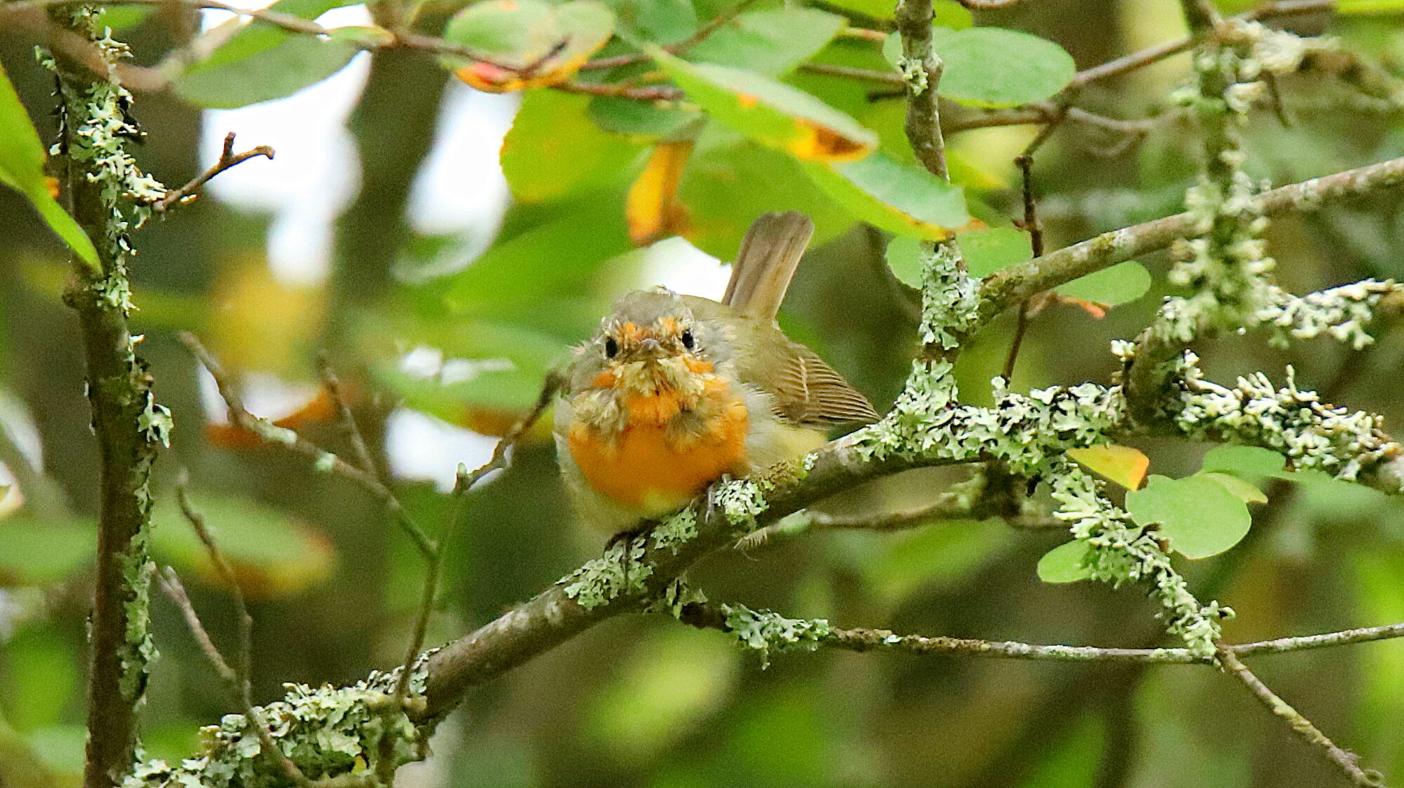 Valokuvaaja: sirpa Jyske