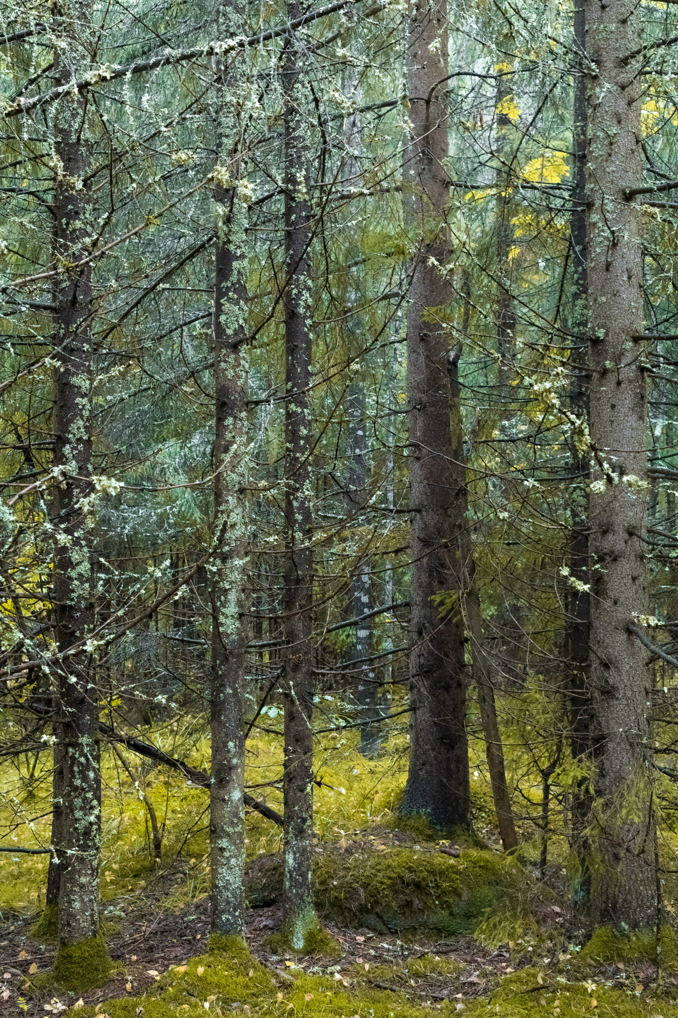 Valokuvaaja: Risto Lavi