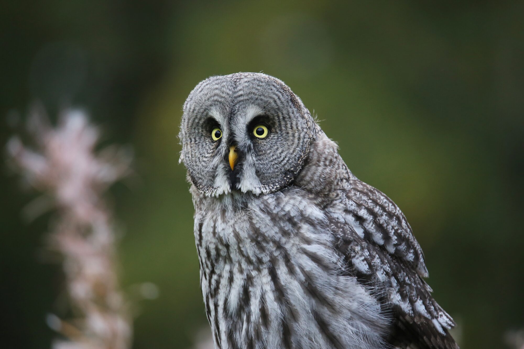 Valokuvaaja: Jaana Saarelainen