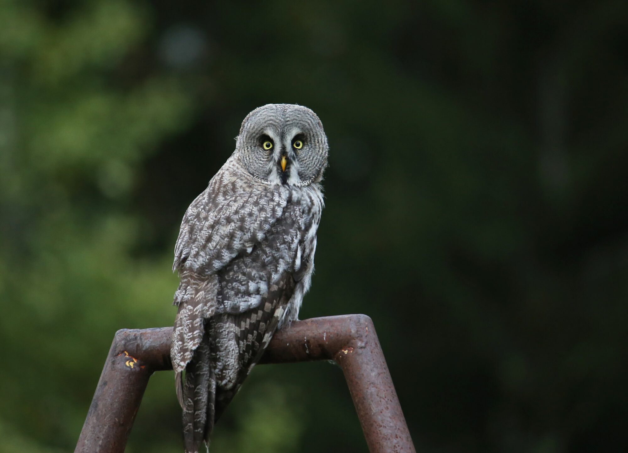 Valokuvaaja: Jaana Saarelainen