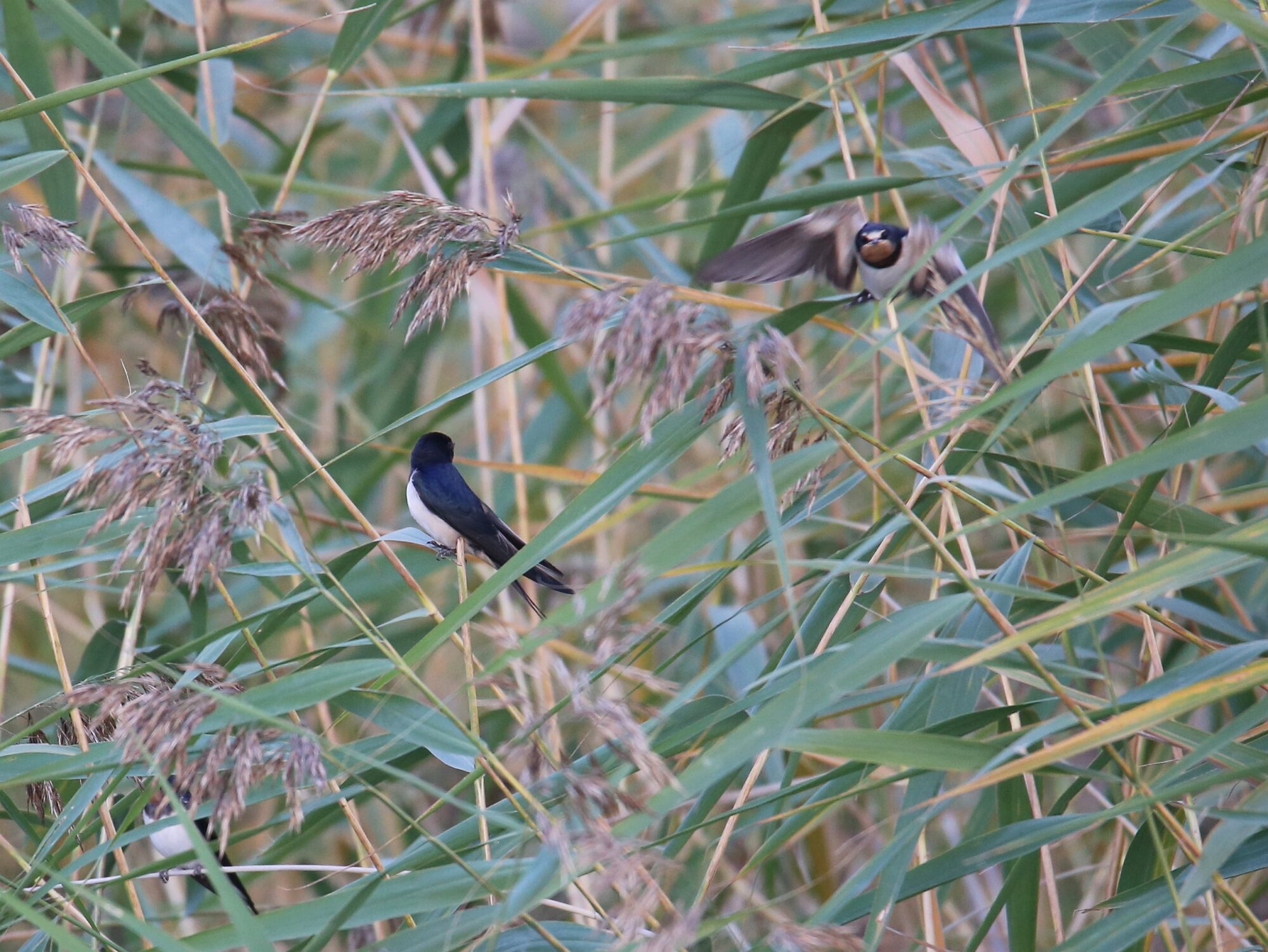 Valokuvaaja: Jaana Saarelainen