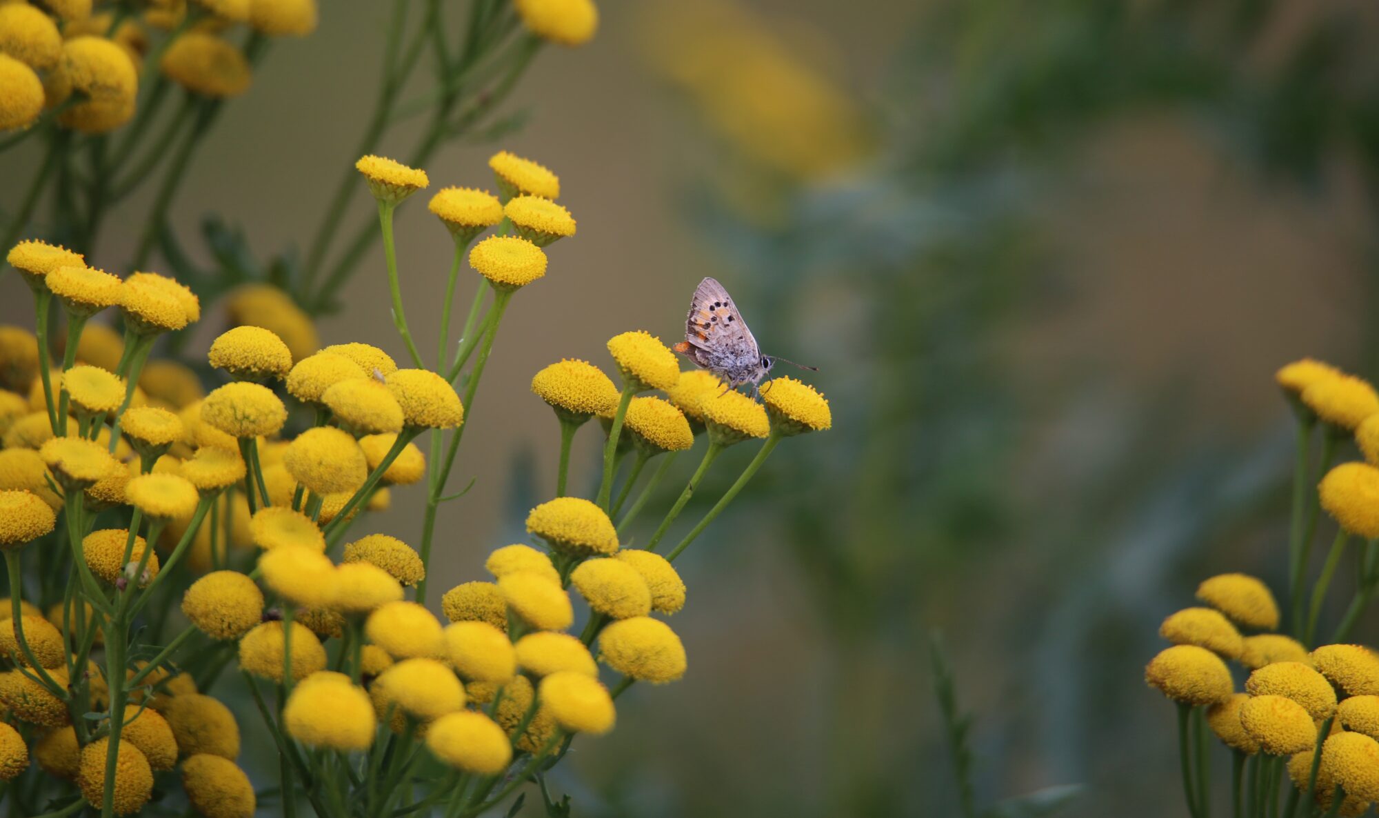 Valokuvaaja: Jaana Saarelainen