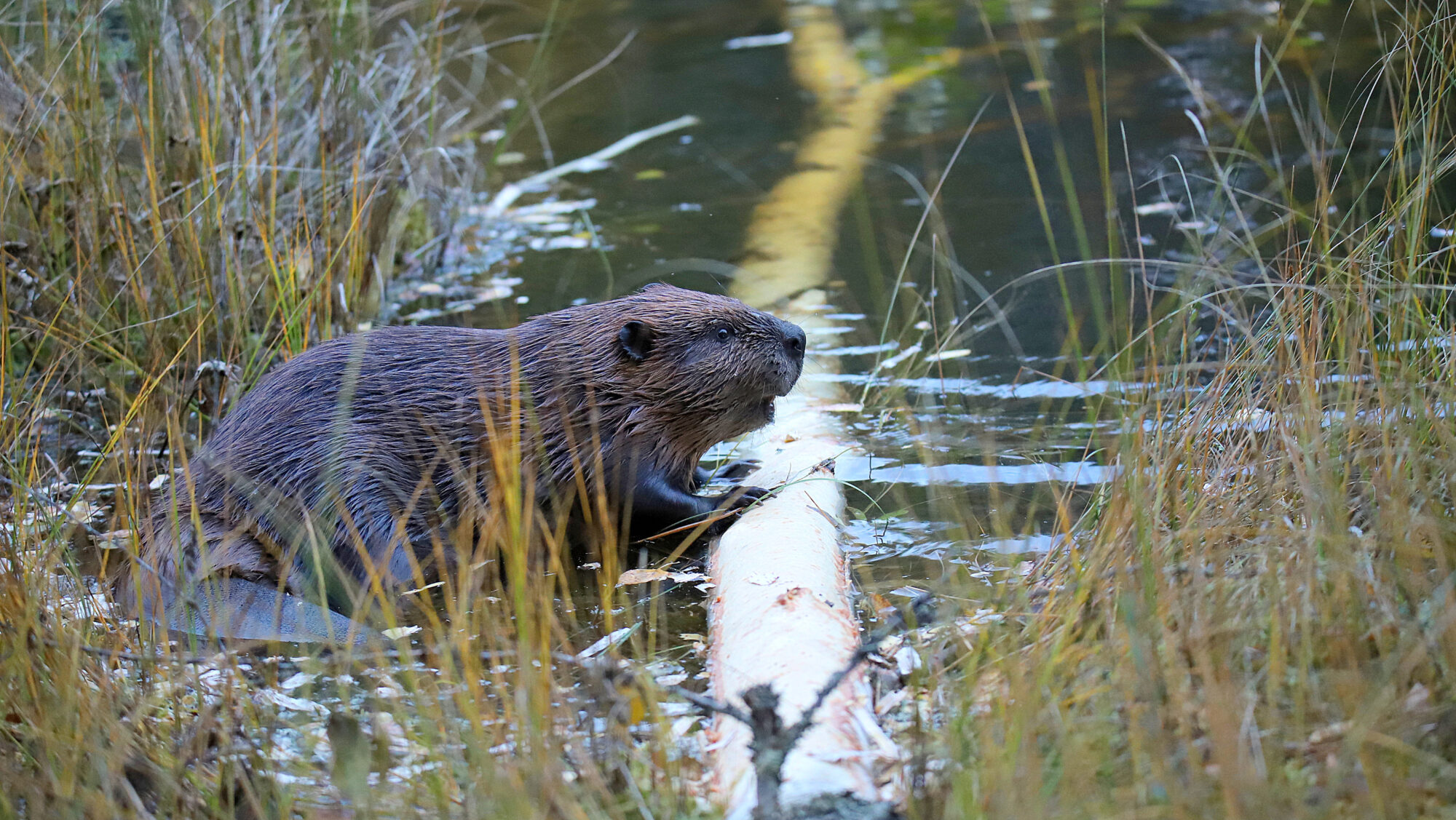Valokuvaaja: sirpa Jyske Valokuvaaja: sirpa Jyske