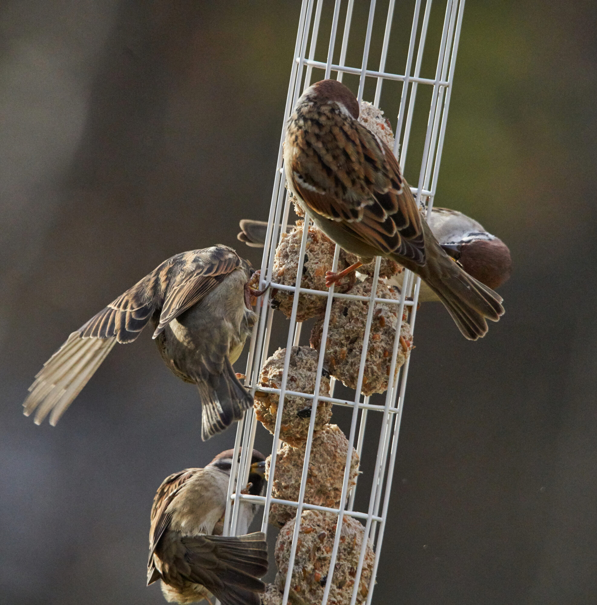Valokuvaaja: Tarja Kouvo