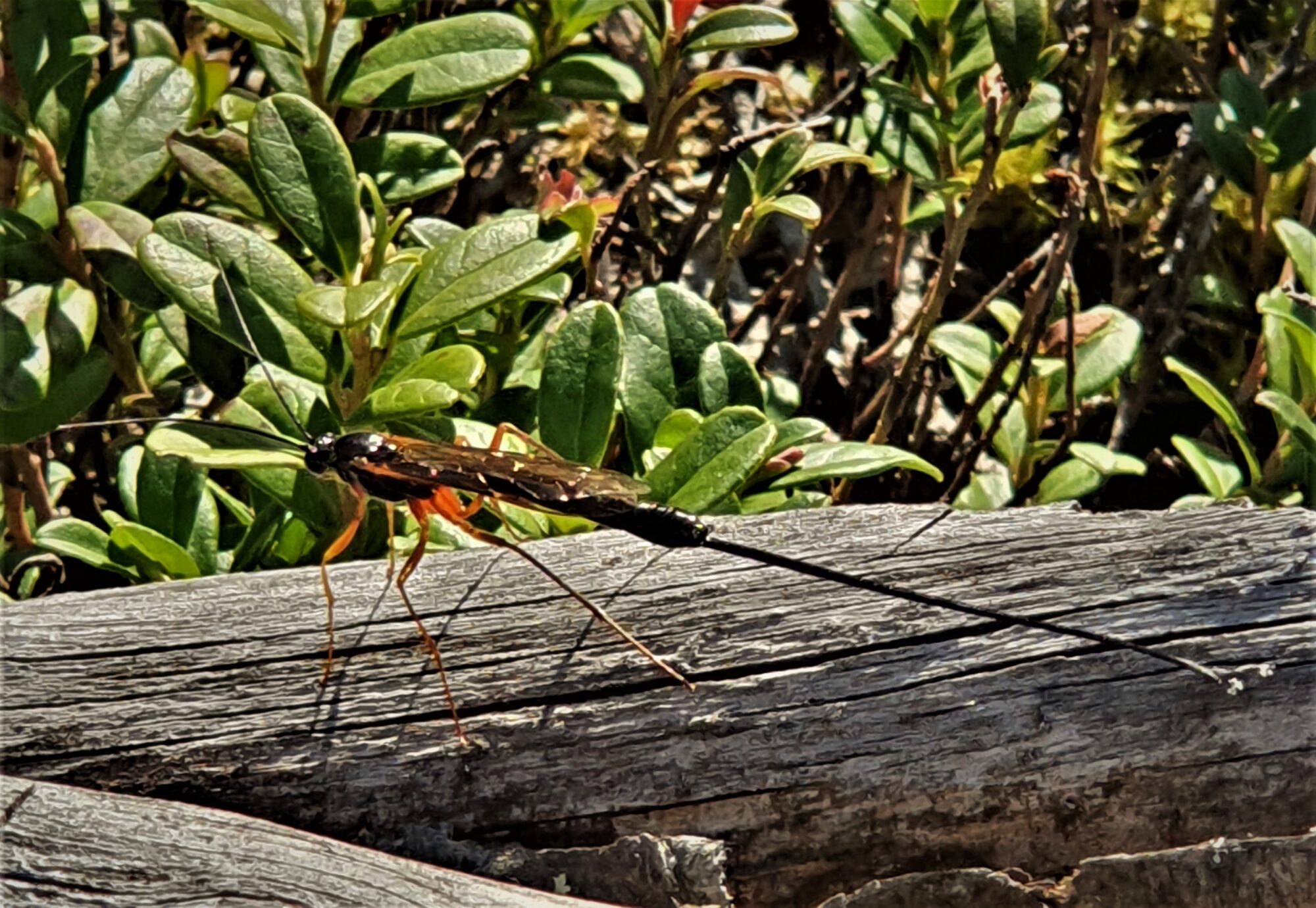 Valokuvaaja: Jari-Matti Jokinen