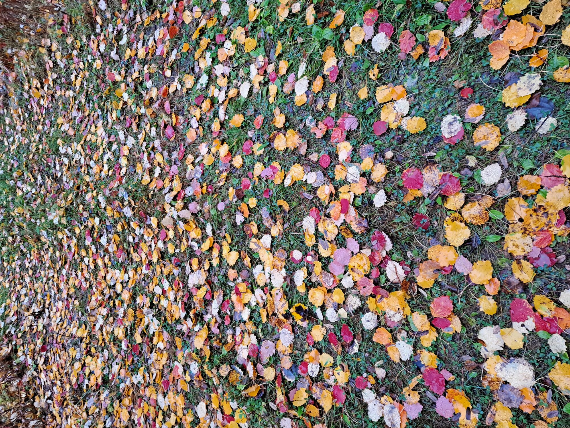 Valokuvaaja: Hannu Rissanen