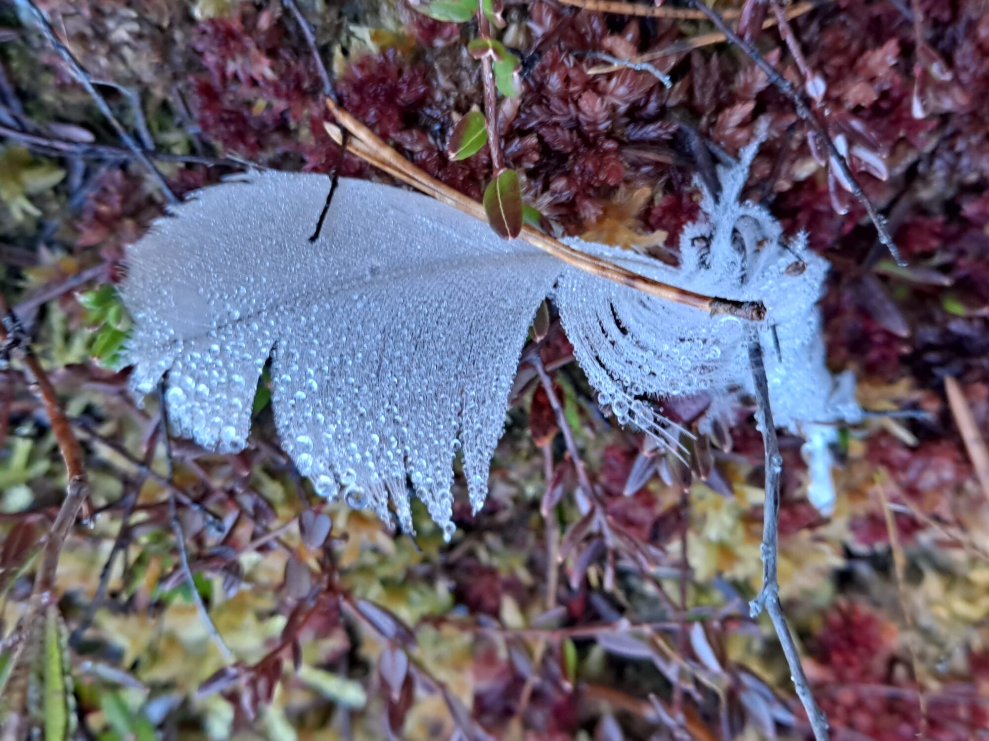 Valokuvaaja: Satu Suuntala