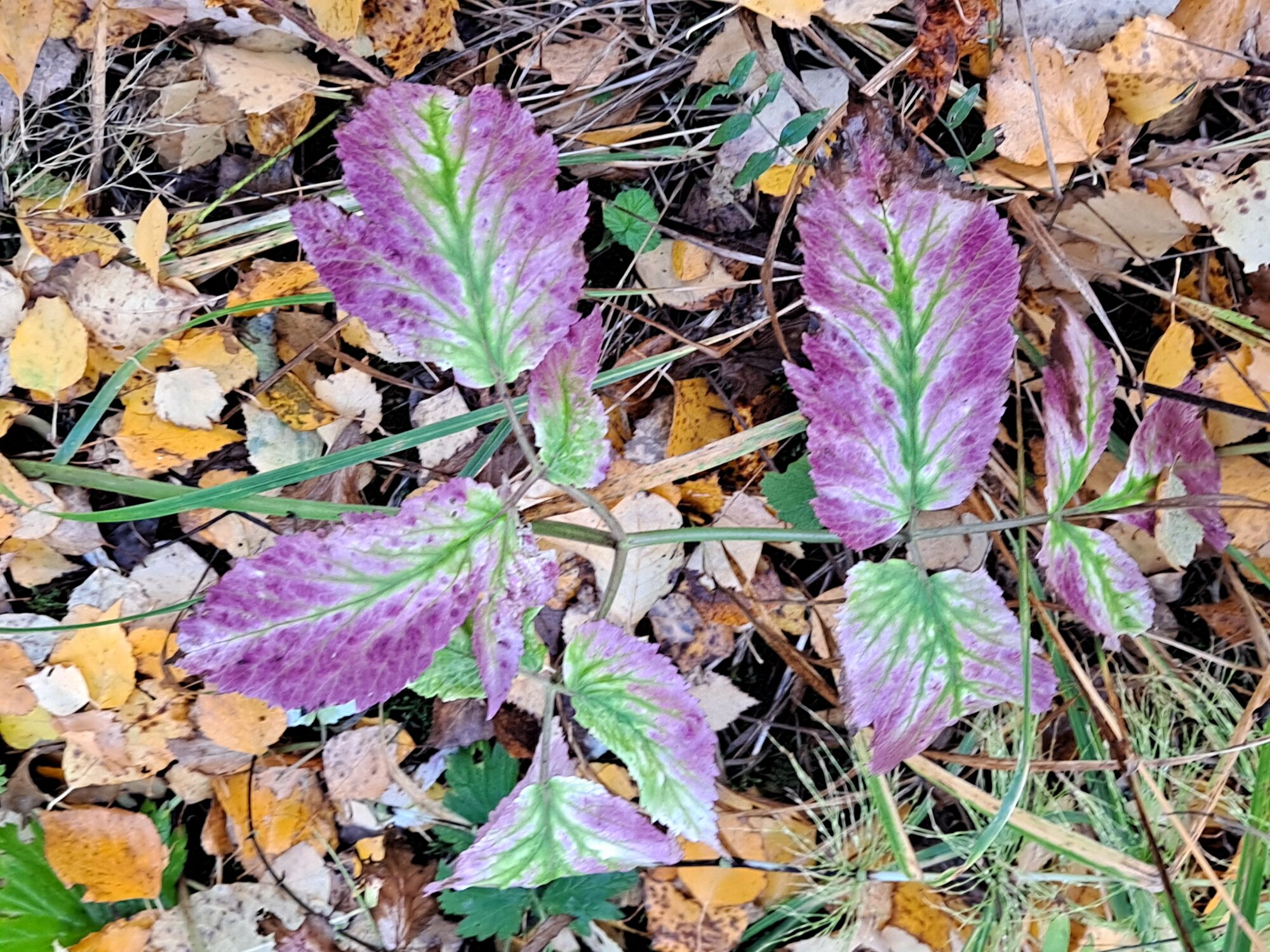 Valokuvaaja: Satu Suuntala