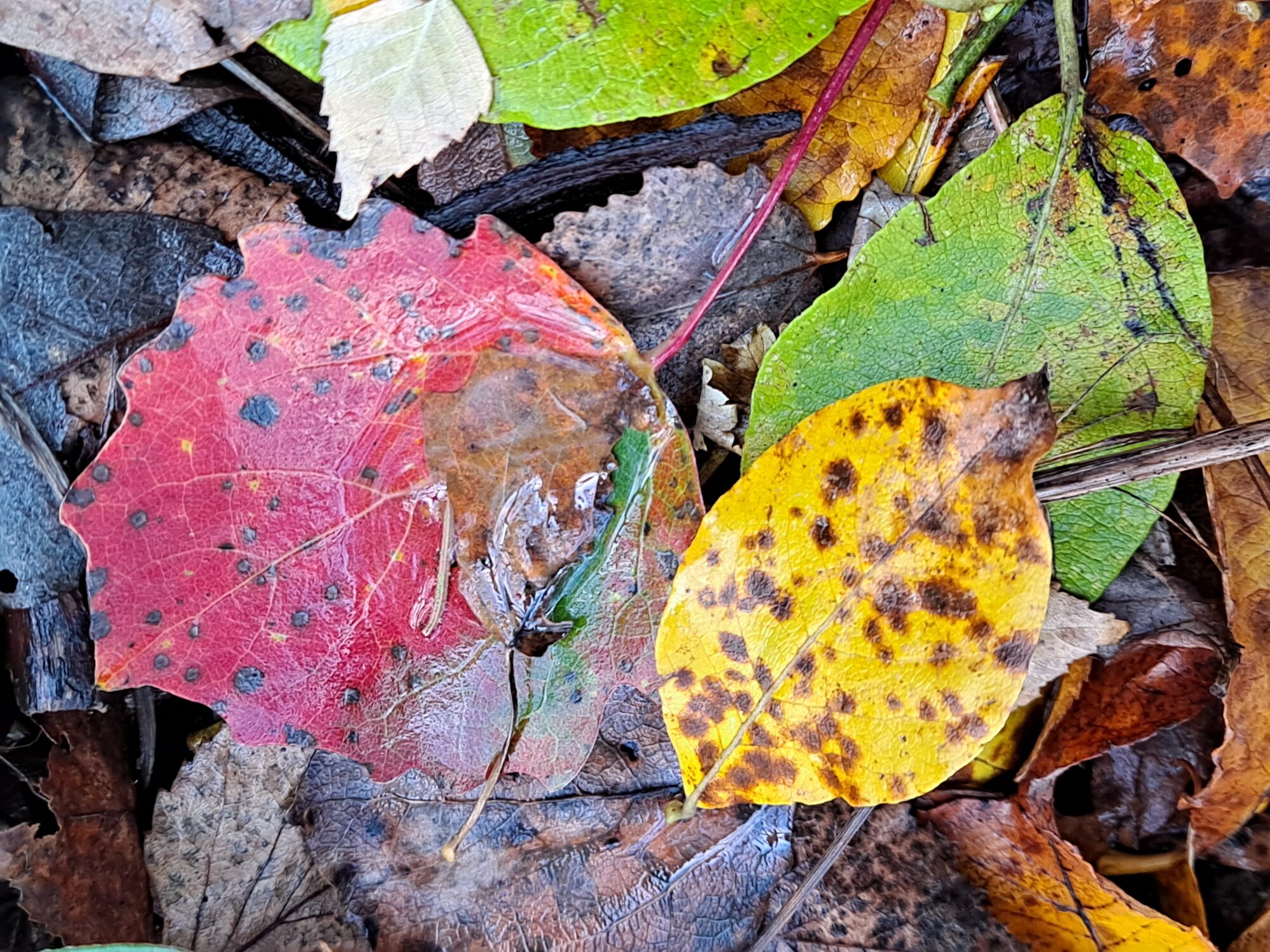 Valokuvaaja: Satu Suuntala