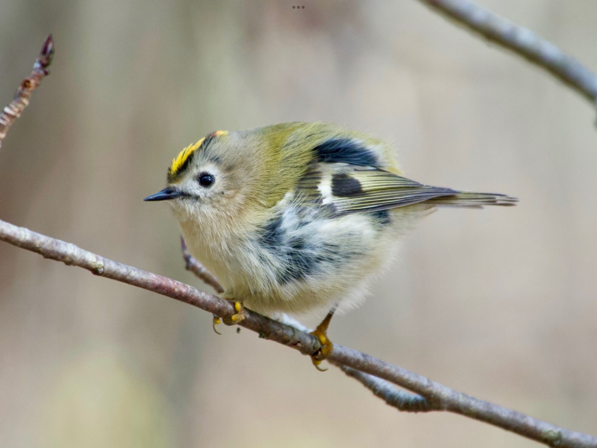 Valokuvaaja: Juha Naukkarinen